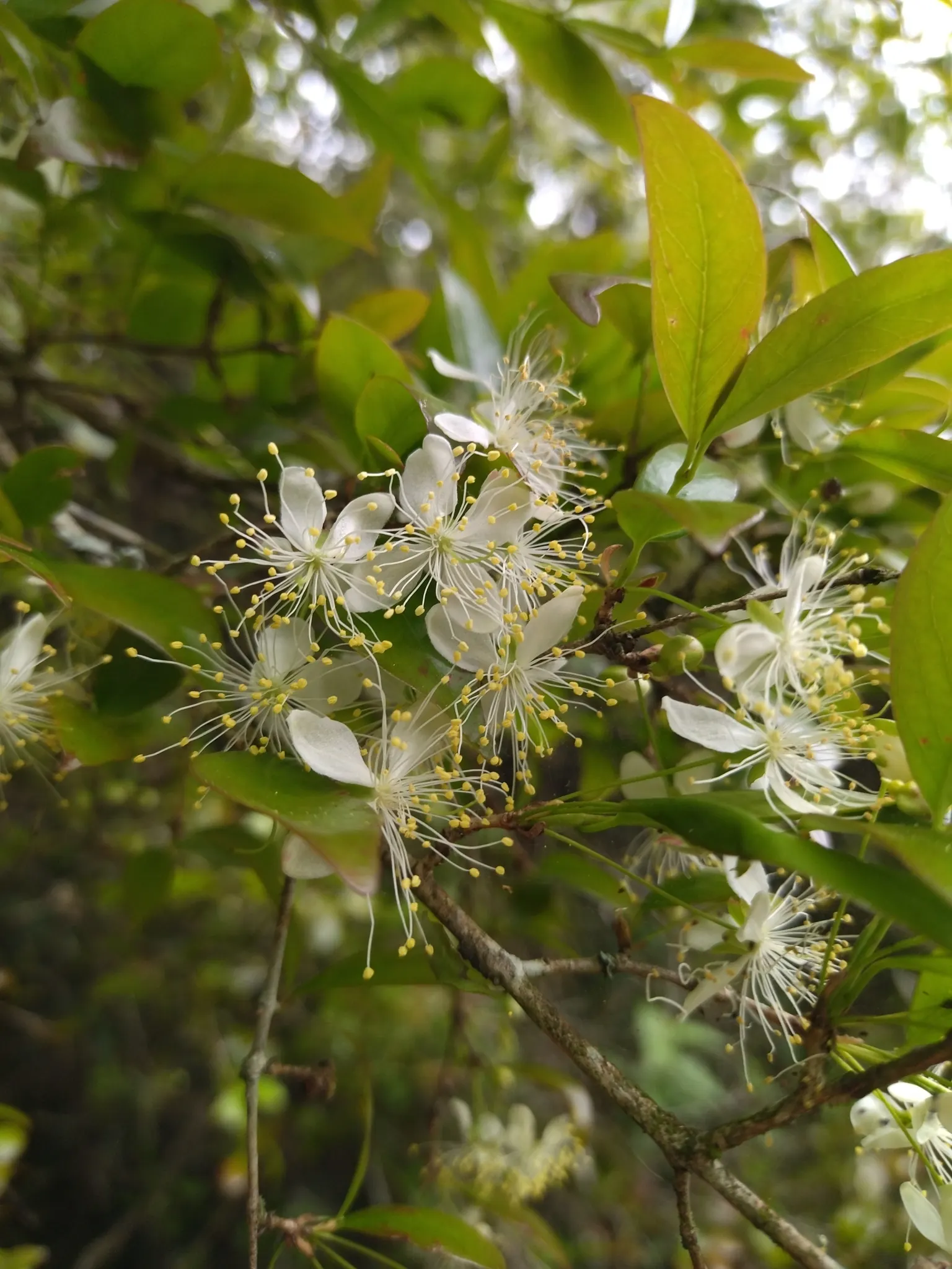 Surinam Cherry (Eugenia Uniflora) — shrub / tree with yellow blooms; or a stand-alone ornamental specimen.<br><br>The plant's showy white flowers, image 86