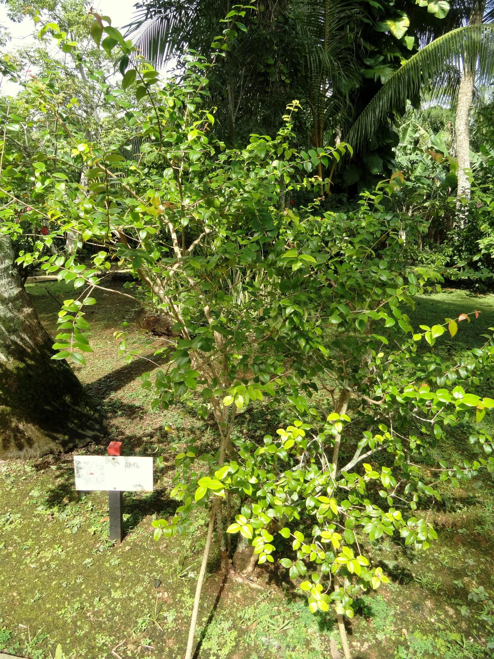 Surinam Cherry (Eugenia Uniflora) — shrub / tree with yellow blooms