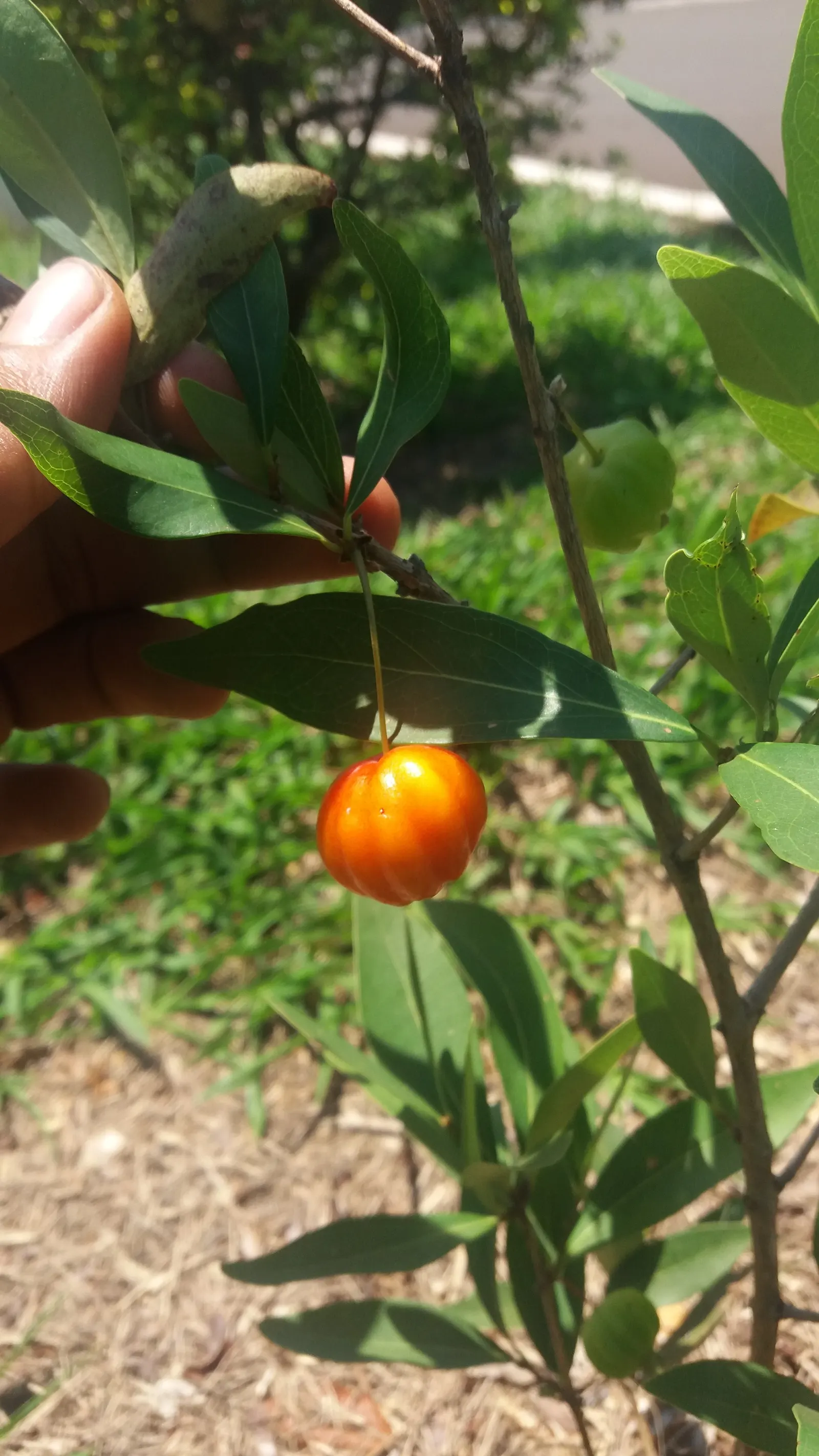 Surinam Cherry (Eugenia Uniflora) — or a stand-alone ornamental specimen.<br><br>The plant's showy white flowers appear in spring