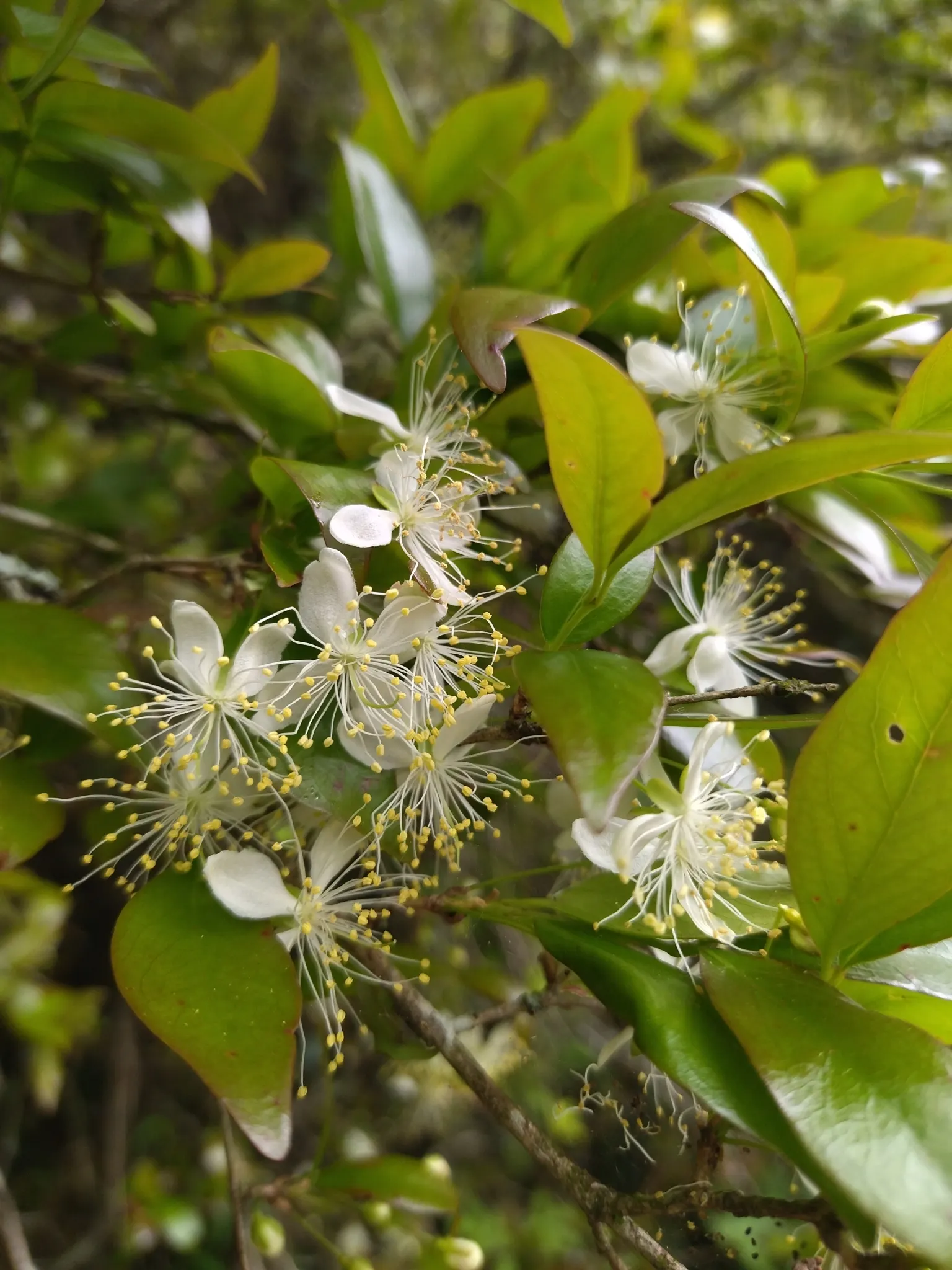 Surinam Cherry (Eugenia Uniflora) — offering versatility in design whether as a hedge; pumpkin-shaped red to black cherries, image 105