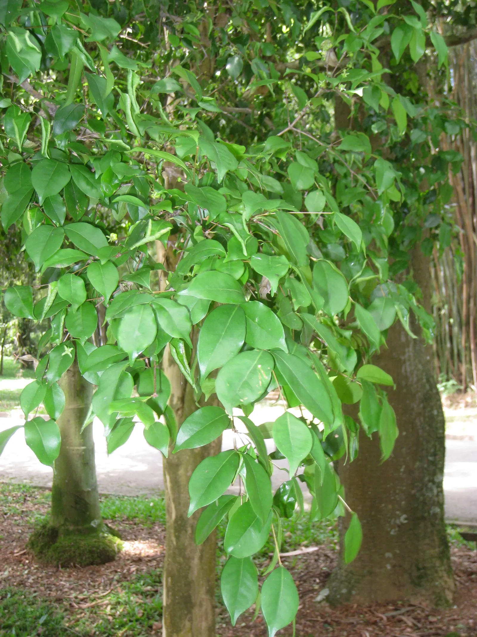 Surinam Cherry (Eugenia Uniflora) — shrub / tree for full or half; making it a low-maintenance choice for a fruitful garden element, image 87