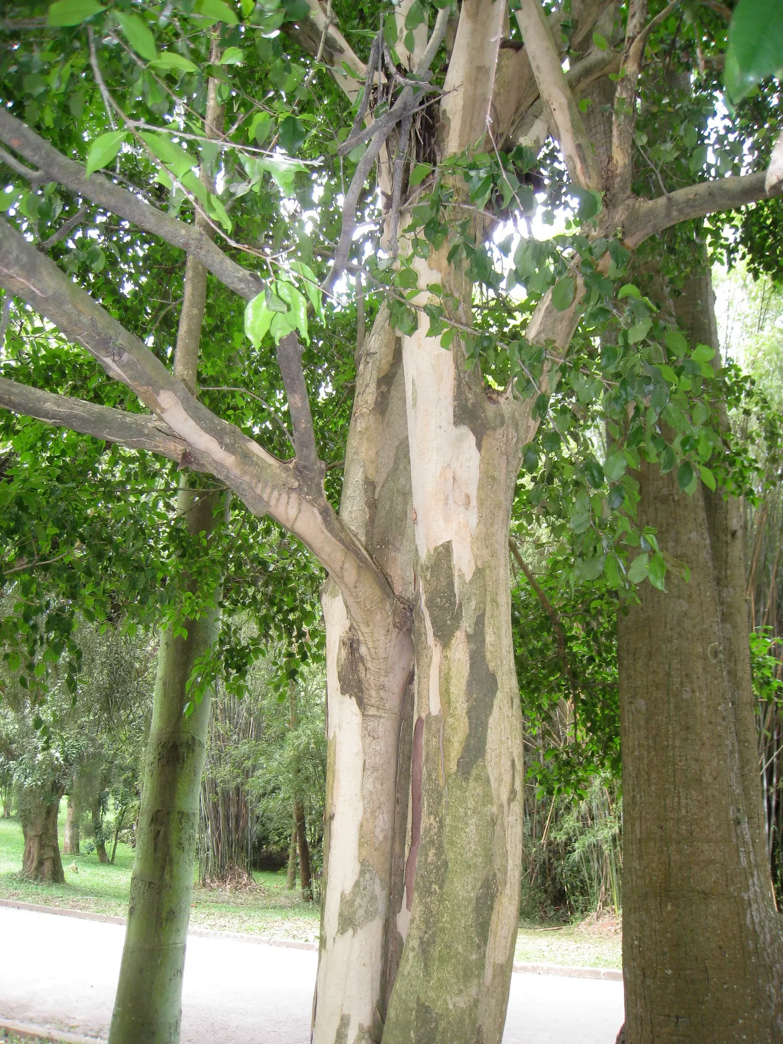 Surinam Cherry (Eugenia Uniflora) — this small to medium-sized evergreen shrub; it thrives in full sun to partial shade, reaching 8 to 15 feet high, image 67