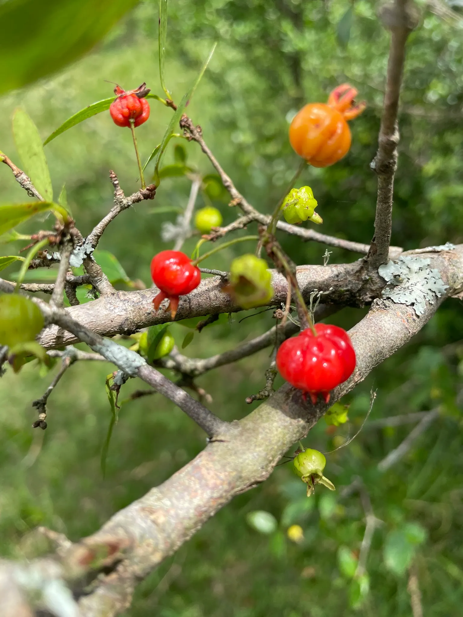 Surinam Cherry (Eugenia Uniflora) — Ideal for hedges or screens, it requires well-drained soil