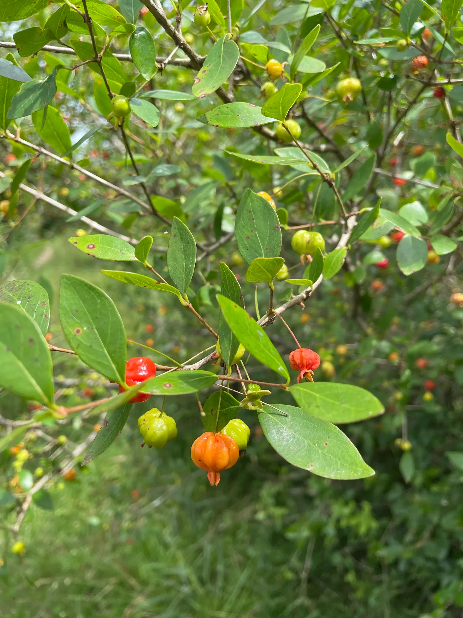 Surinam Cherry (Eugenia Uniflora) — it's essential to note that the seeds are considered toxic if ingested; planting in a location with full sun to partial