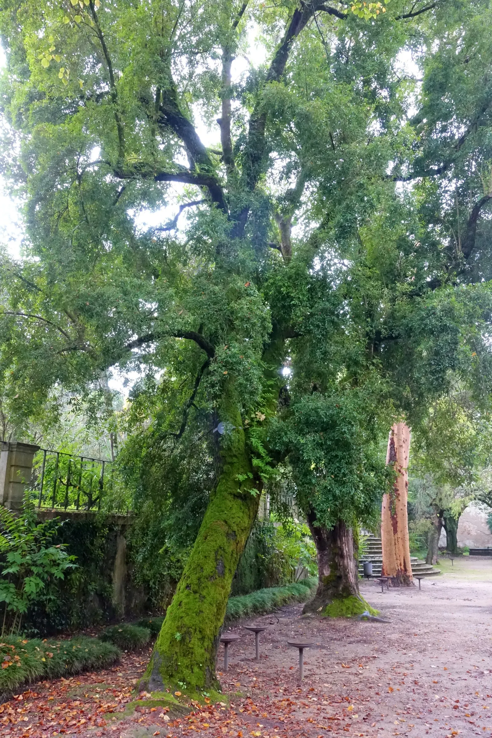 Surinam Cherry (Eugenia Uniflora) — A member of the Myrtaceae family