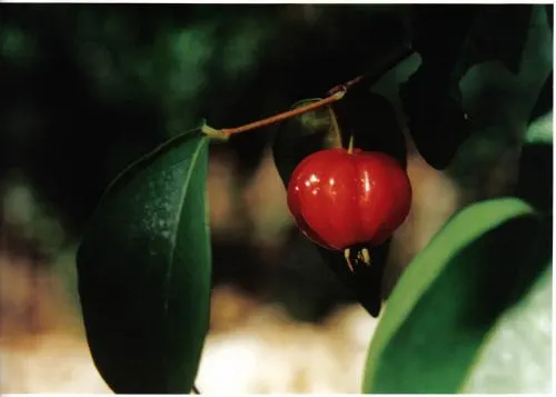 Surinam Cherry (Eugenia Uniflora) — Hardy to zone 9, it's also attractive to birds; ideal for hedges or screens, it requires well-drained soil