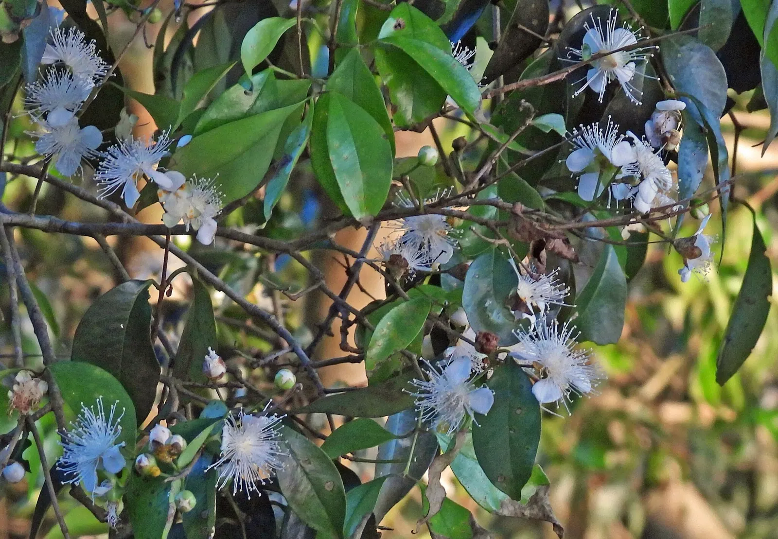 Surinam Cherry (Eugenia Uniflora) — shrub / tree with yellow blooms; or a stand-alone ornamental specimen.<br><br>The plant's showy white flowers, image 115