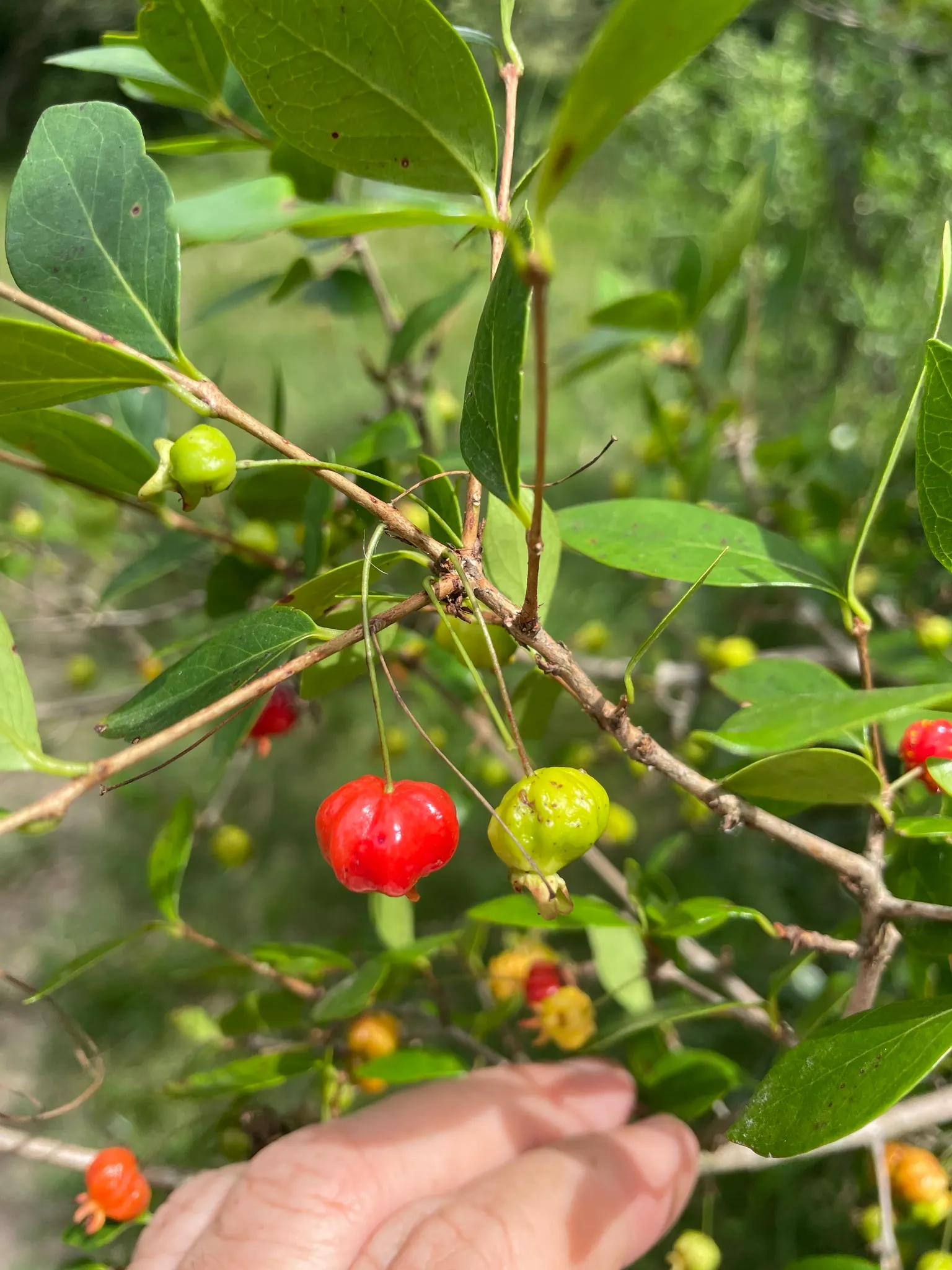 Surinam Cherry (Eugenia Uniflora) — planting in a location with full sun to partial shade is recommended; surinam Cherry (Eugenia uniflora) is an, image 71
