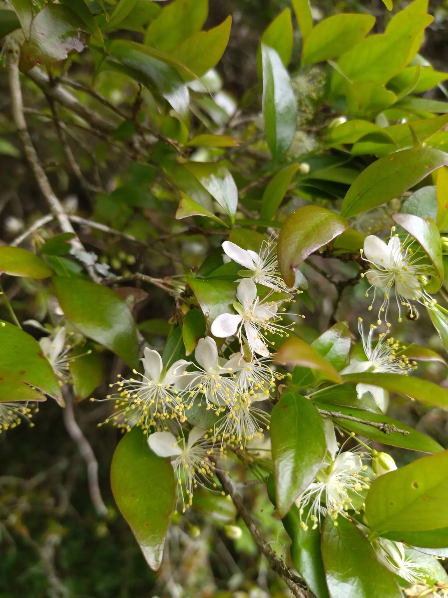 Surinam Cherry (Eugenia Uniflora) — planting in a location with full sun to partial shade is recommended