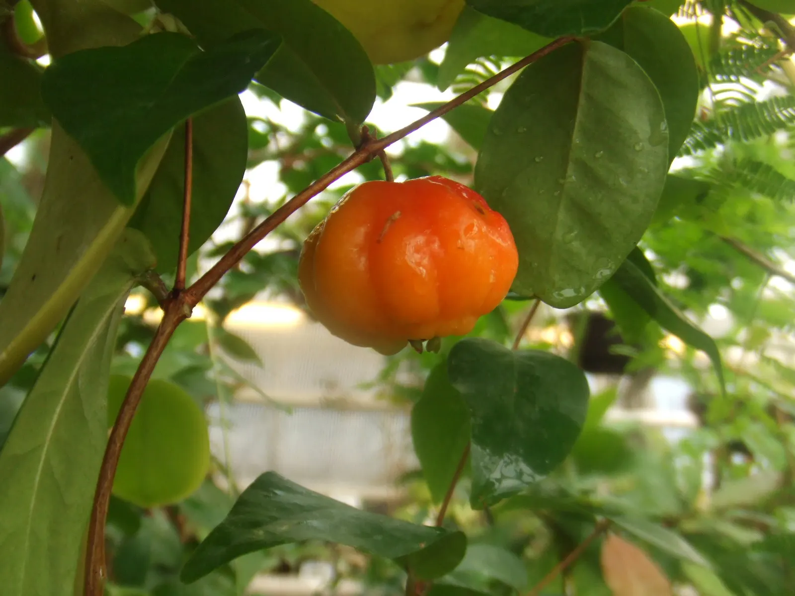 Surinam Cherry (Eugenia Uniflora) — with a similar spread.<br><br>For the optimal development of the Surinam Cherry; it's essential to note that, image 99