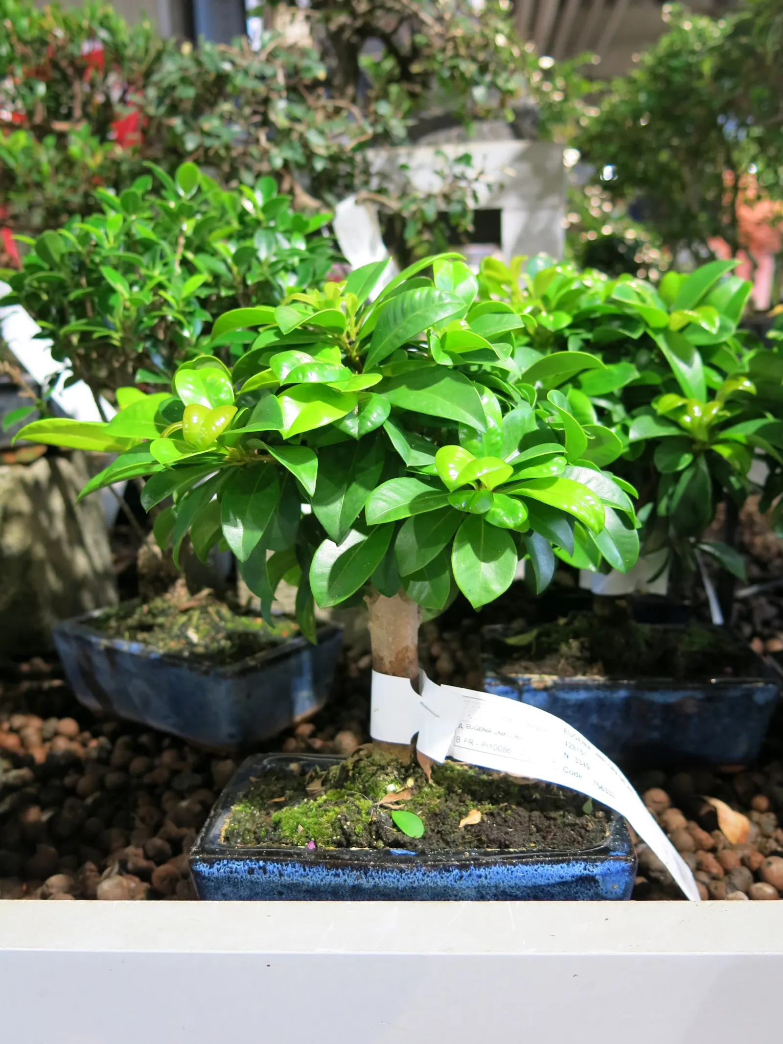 Surinam Cherry (Eugenia Uniflora) — which can be pruned annually to maintain a desired shape and size