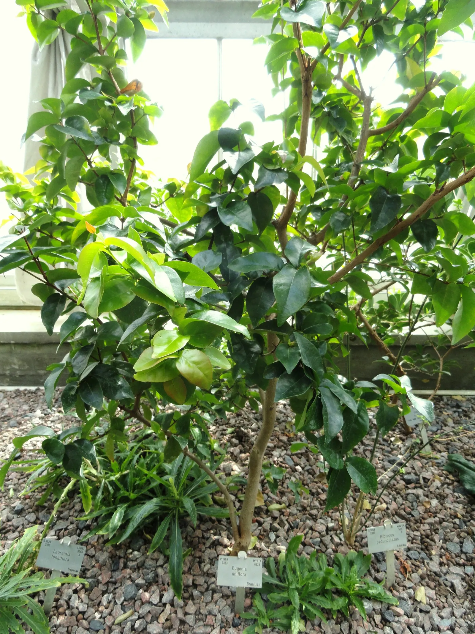 Surinam Cherry (Eugenia Uniflora) — The Surinam Cherry, scientifically known as Eugenia uniflora, is a visually striking addition to any landscape; or
