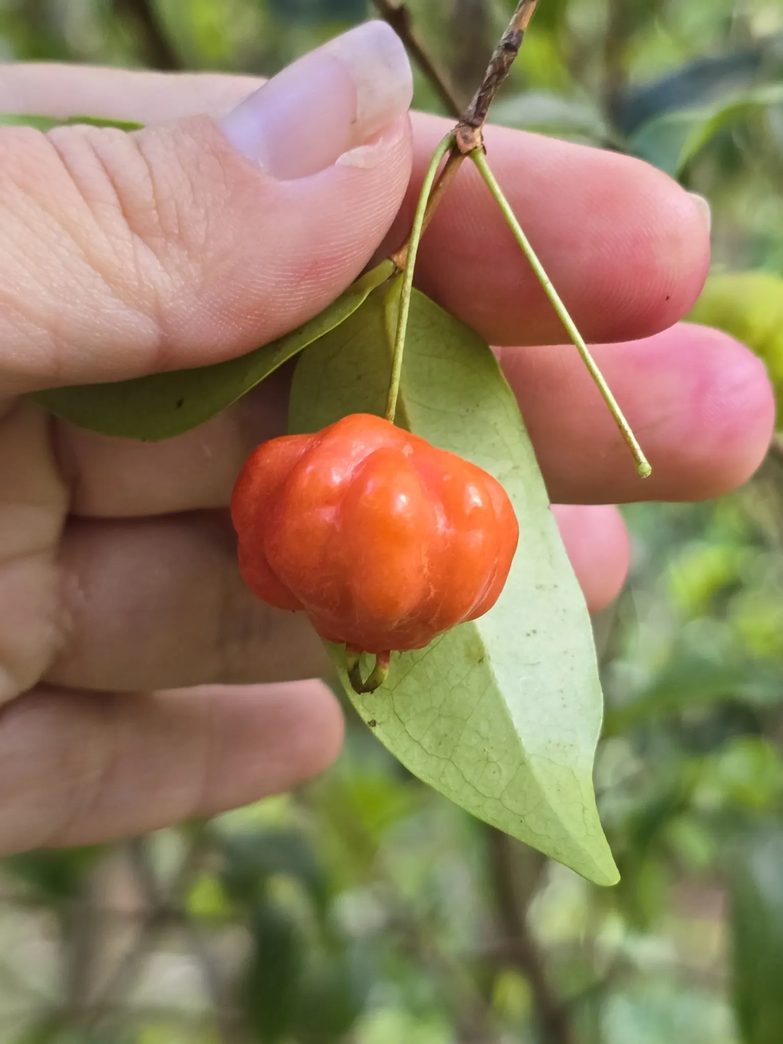 Surinam Cherry (Eugenia Uniflora) — offering versatility in design whether as a hedge; pumpkin-shaped red to black cherries