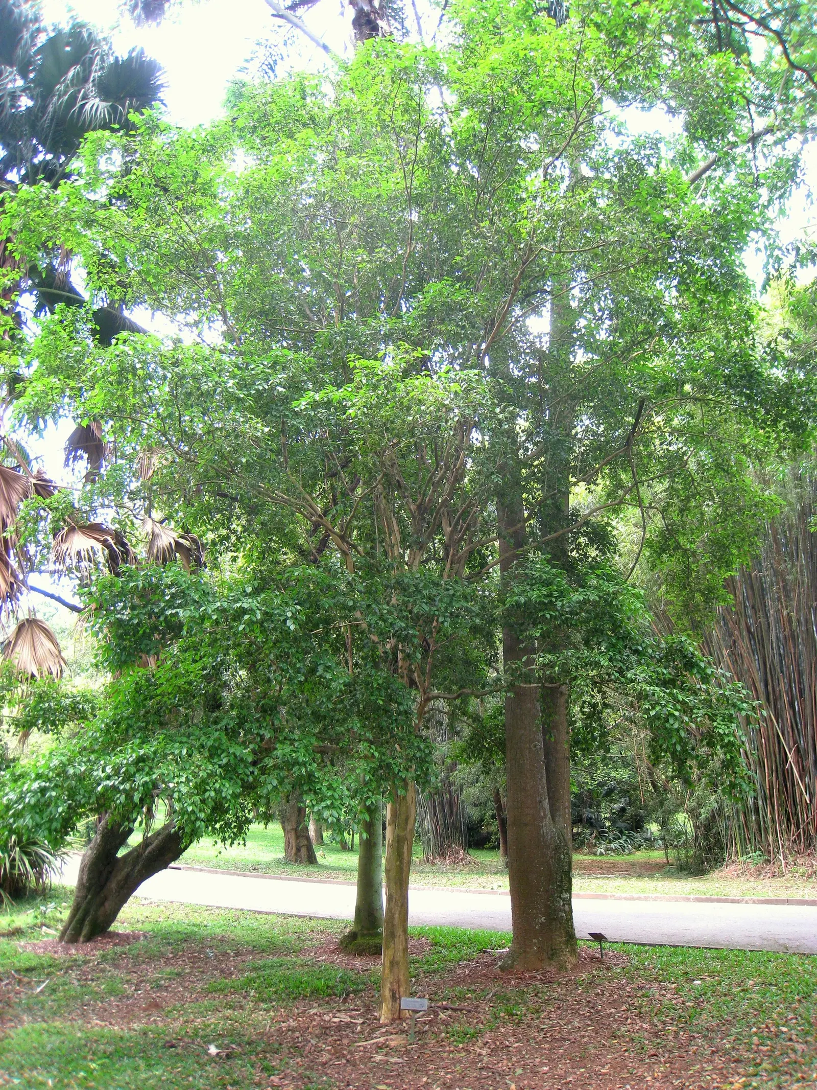 Surinam Cherry (Eugenia Uniflora) — yellow flowers in the garden; with a similar spread.<br><br>For the optimal development of the Surinam Cherry