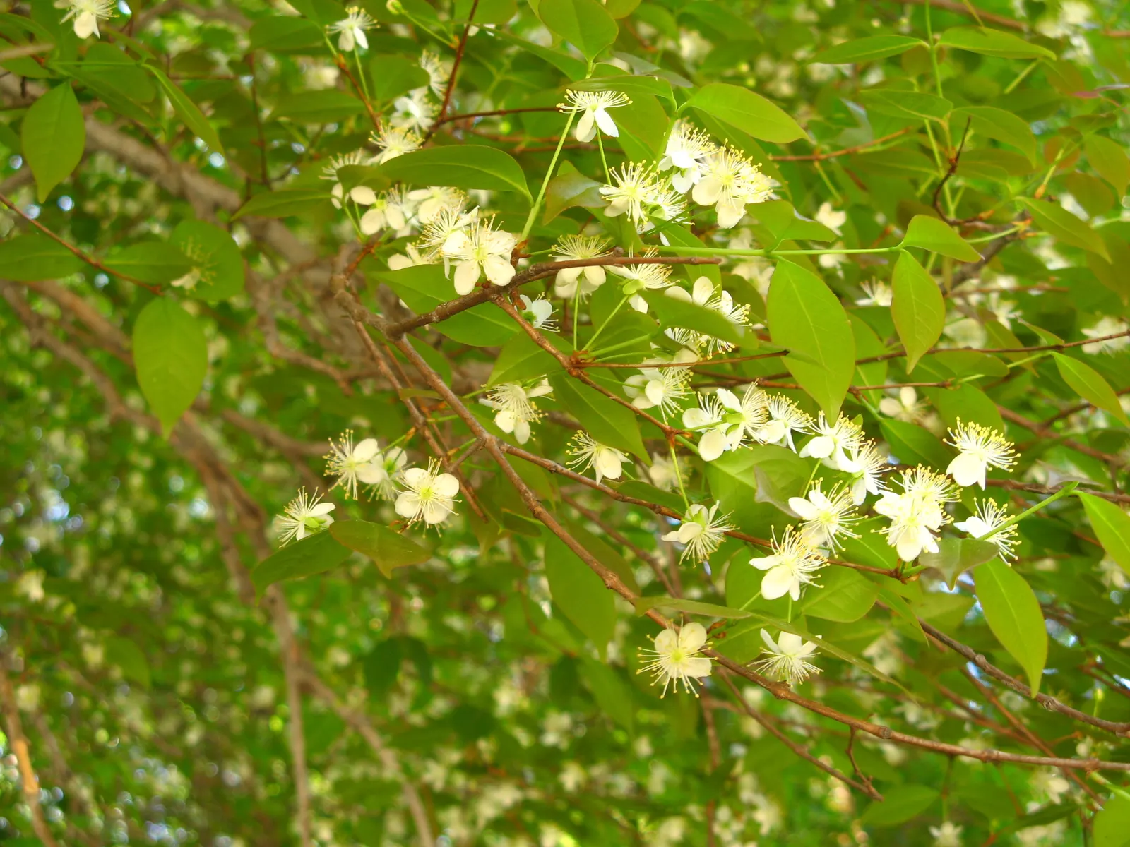 Surinam Cherry (Eugenia Uniflora) — providing a stark contrast to the dark green foliage and attracting pollinators to the garden; these blooms, image 107