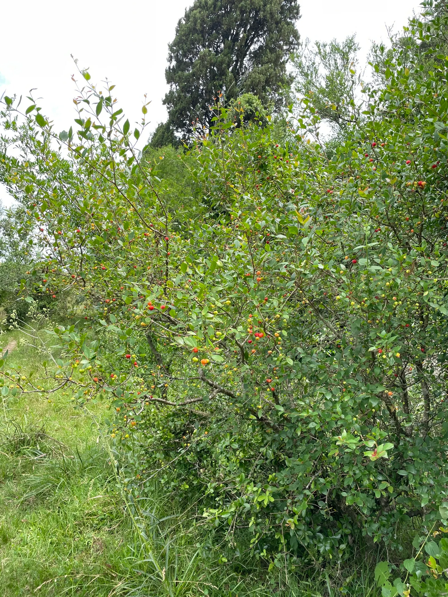 Surinam Cherry (Eugenia Uniflora) — It thrives in full sun to partial shade, reaching 8 to 15 feet high and wide; can reach heights of 12 to 20 feet, image 60