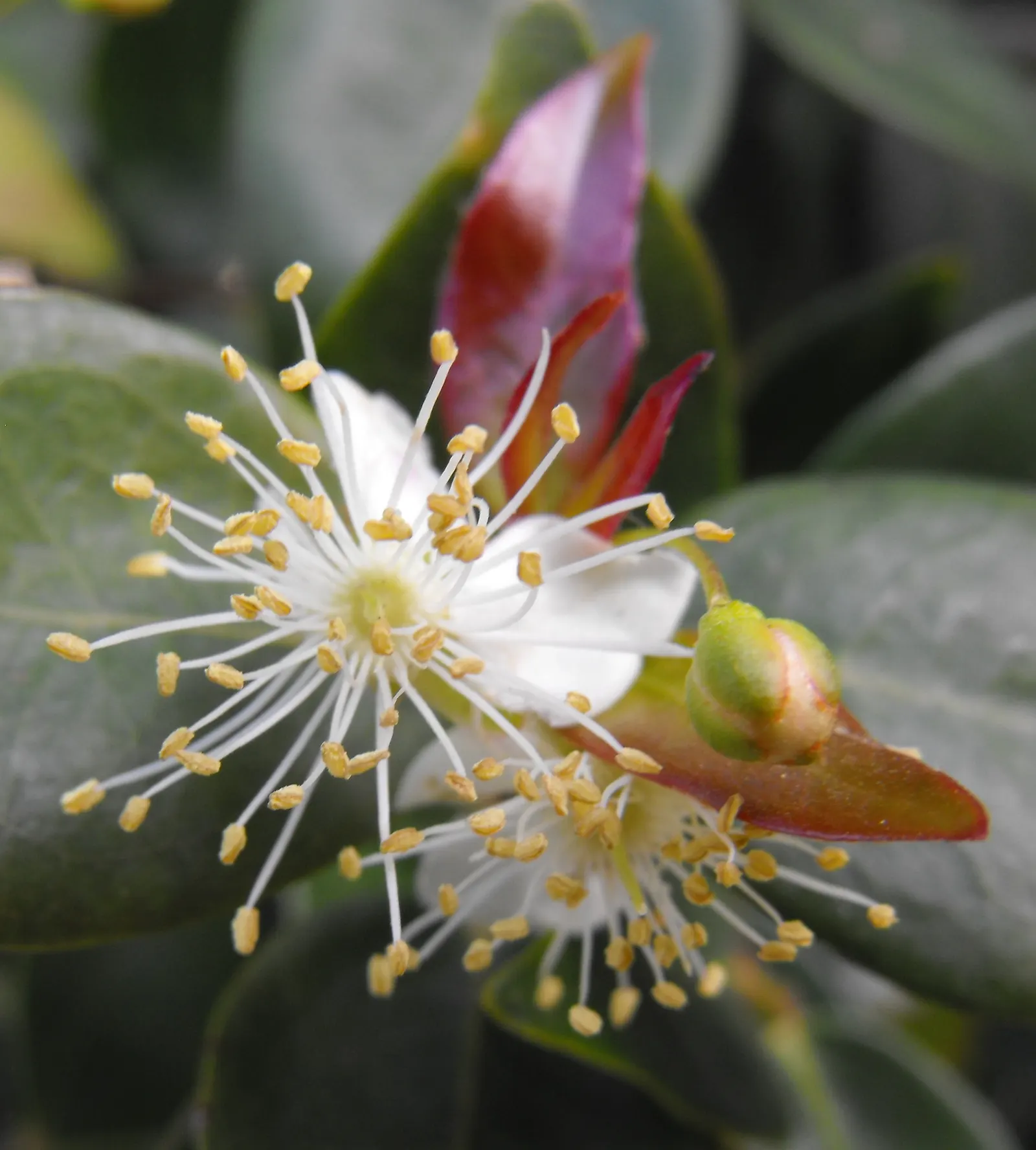 Surinam Cherry (Eugenia Uniflora) — offering versatility in design whether as a hedge; pumpkin-shaped red to black cherries, image 76