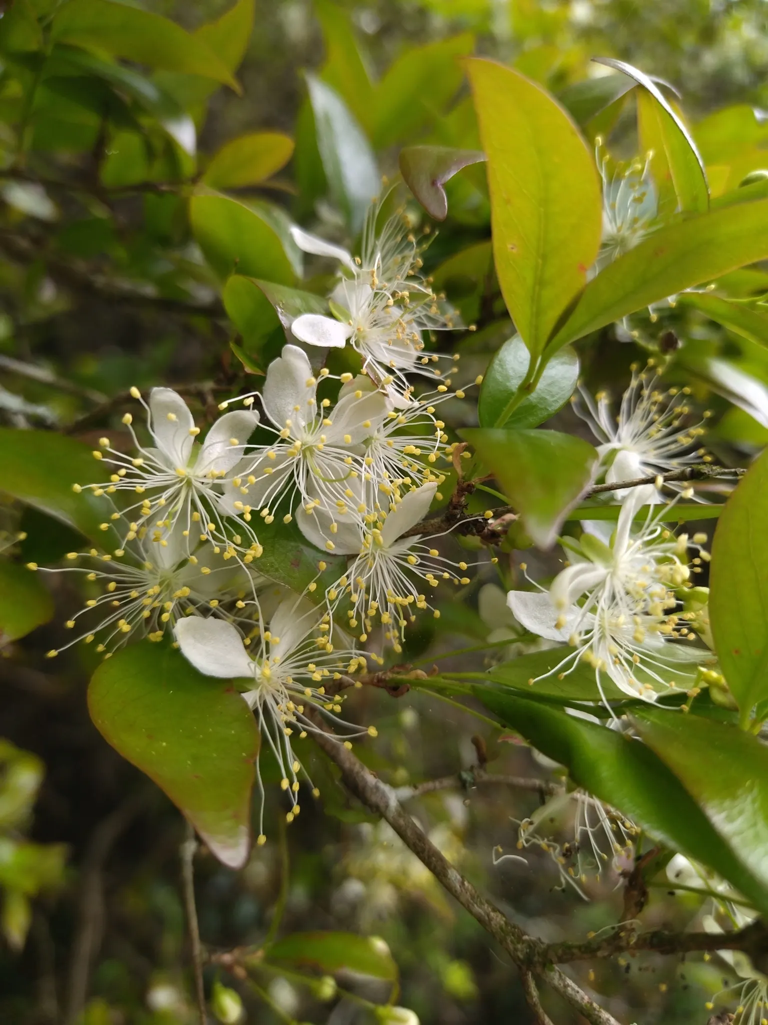 Surinam Cherry (Eugenia Uniflora) — Hardy to zone 9, it's also attractive to birds; ideal for hedges or screens, it requires well-drained soil, image 121