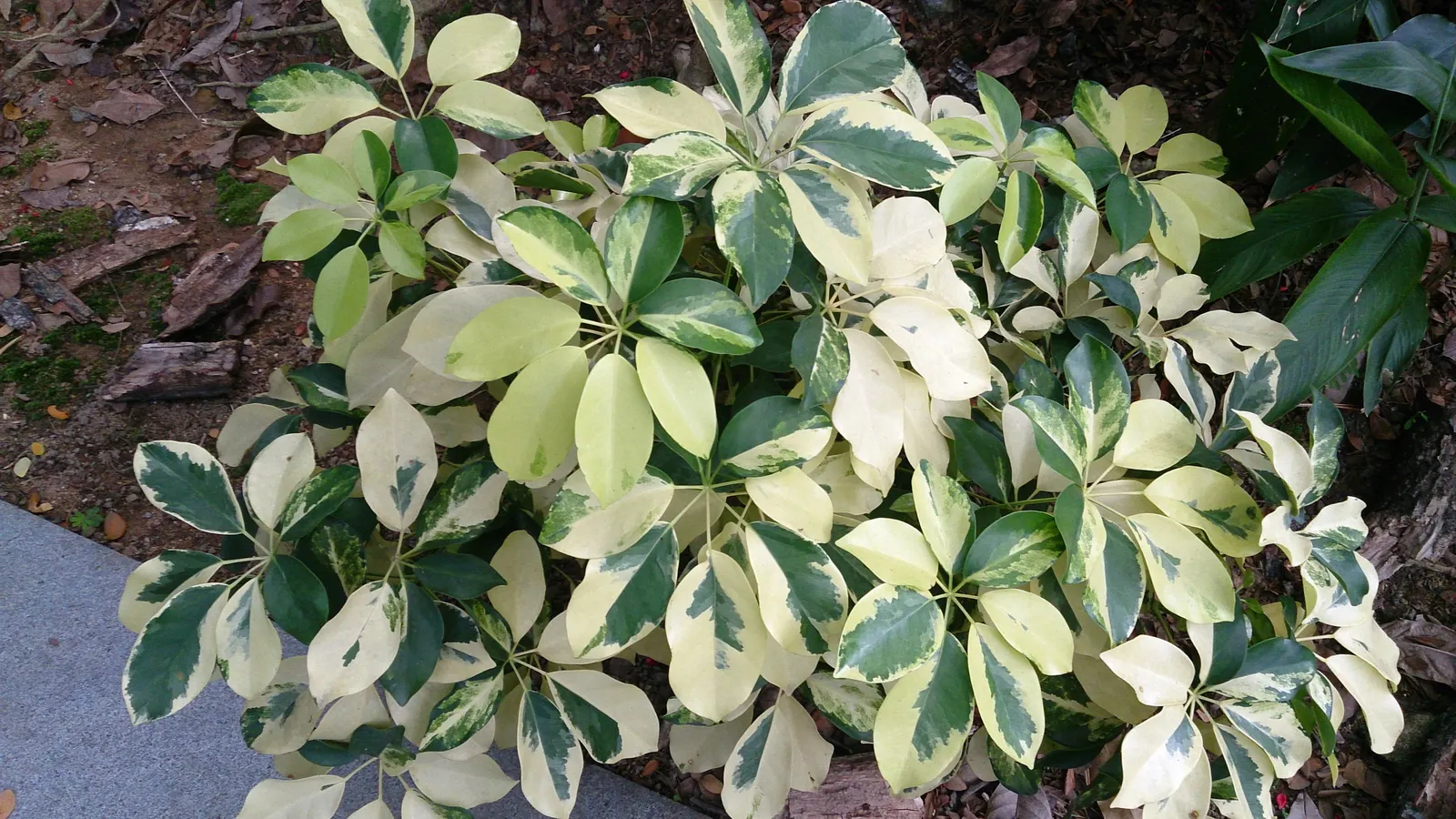 Hawaiian Elf Schefflera (Schefflera Arboricola) — Hardy in USDA zones 10-11
