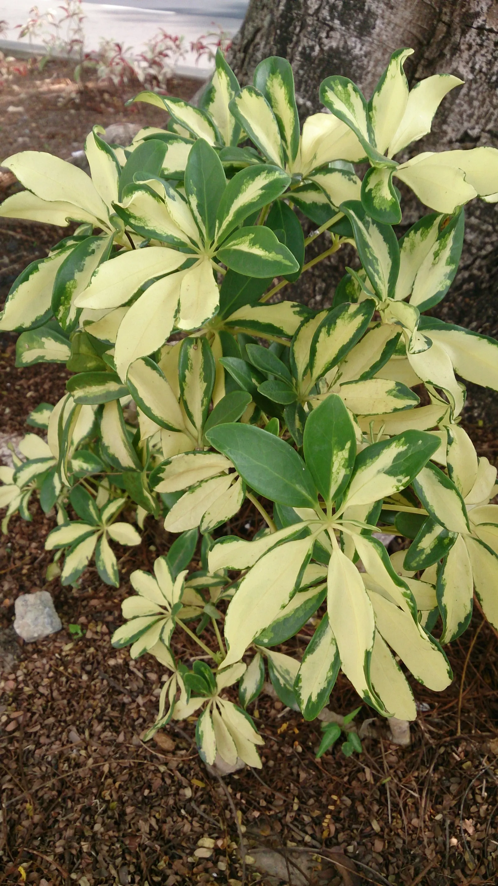 Hawaiian Elf Schefflera (Schefflera Arboricola) — Tolerant of a range of lighting conditions, it thrives best in bright, indirect light