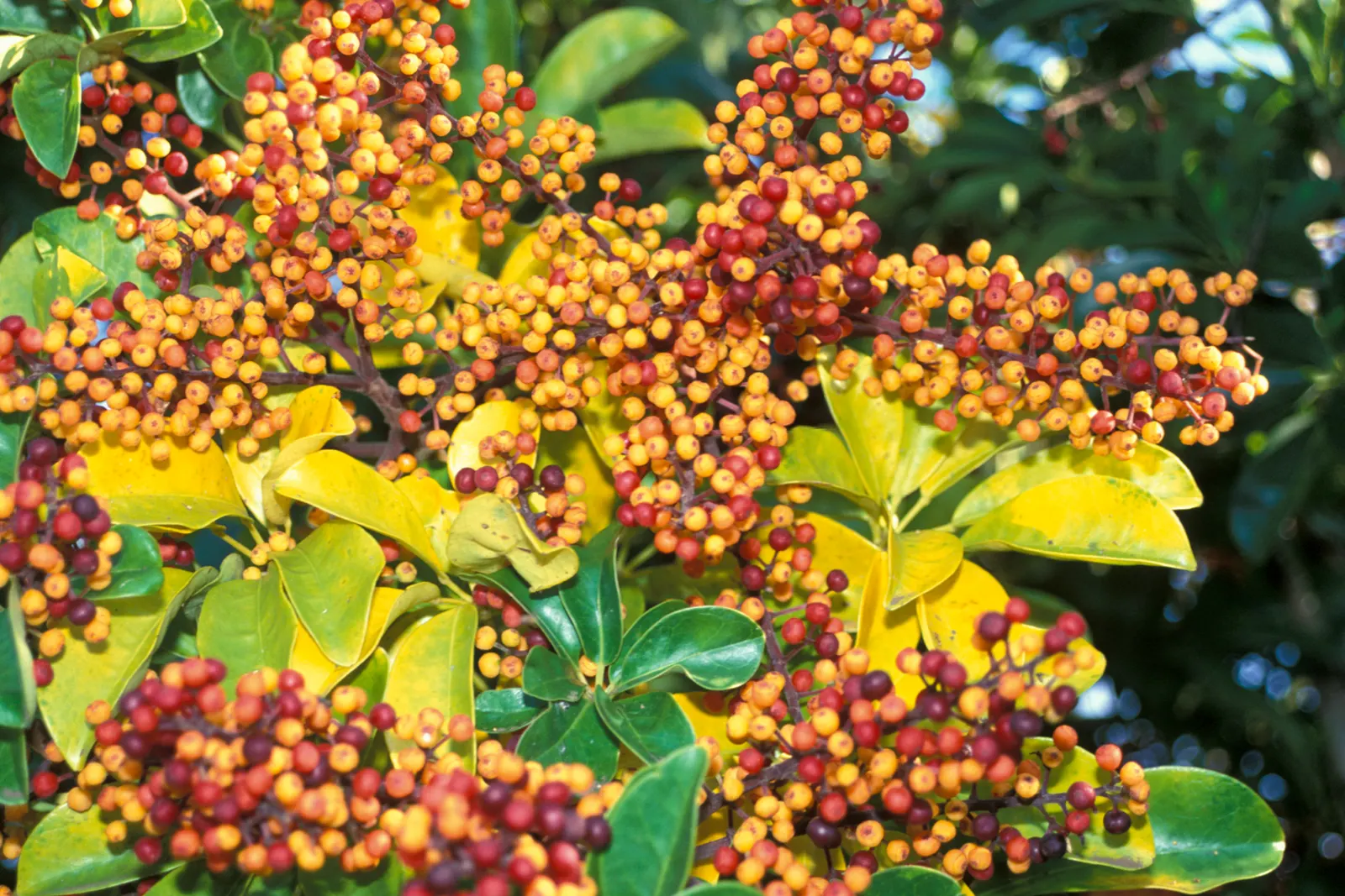 Hawaiian Elf Schefflera (Schefflera Arboricola) — it's perfect for small-scale tropical themes in containers or as an understory accent