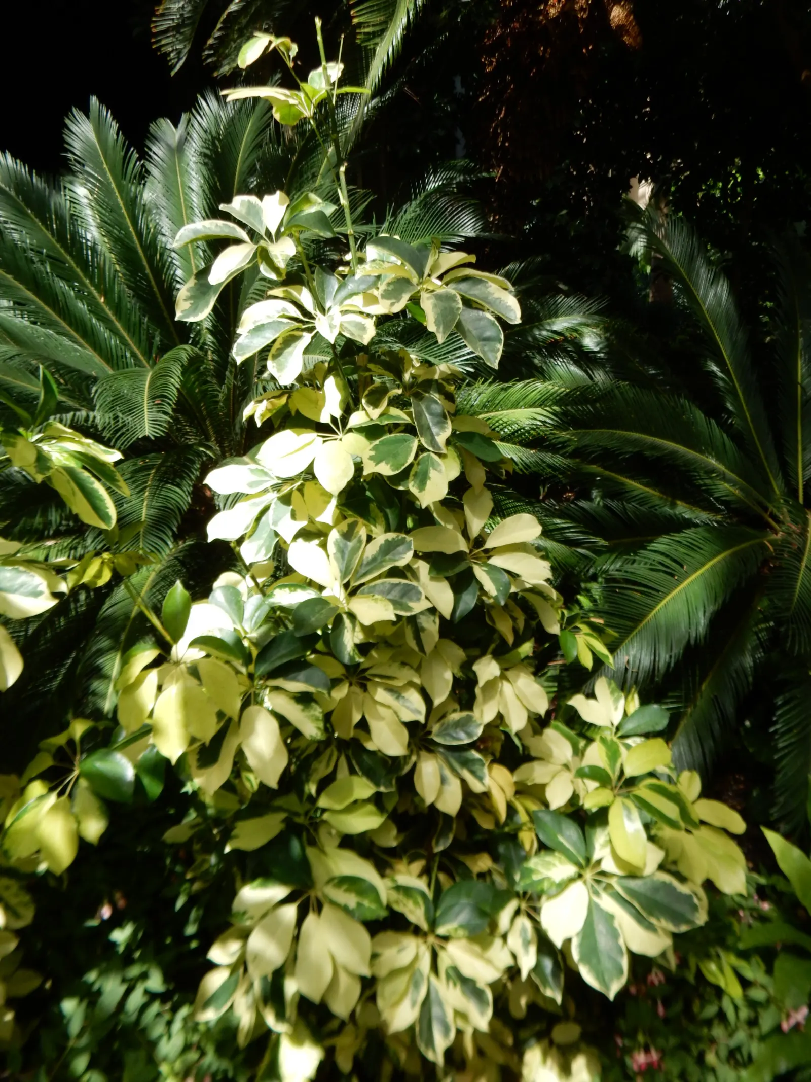 Hawaiian Elf Schefflera (Schefflera Arboricola) — dark green leaves measuring 2-4 inches long