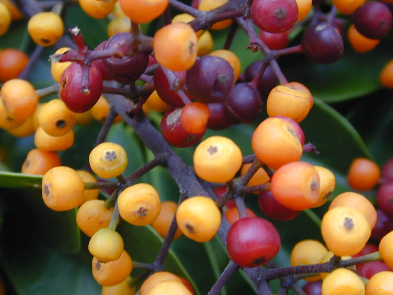 Hawaiian Elf Schefflera (Schefflera Arboricola) — This dwarf plant reaches a mature height of 2-3 feet with a similar spread