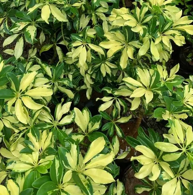 Hawaiian Elf Schefflera (Schefflera Arboricola) — a compact variety of Schefflera arboricola