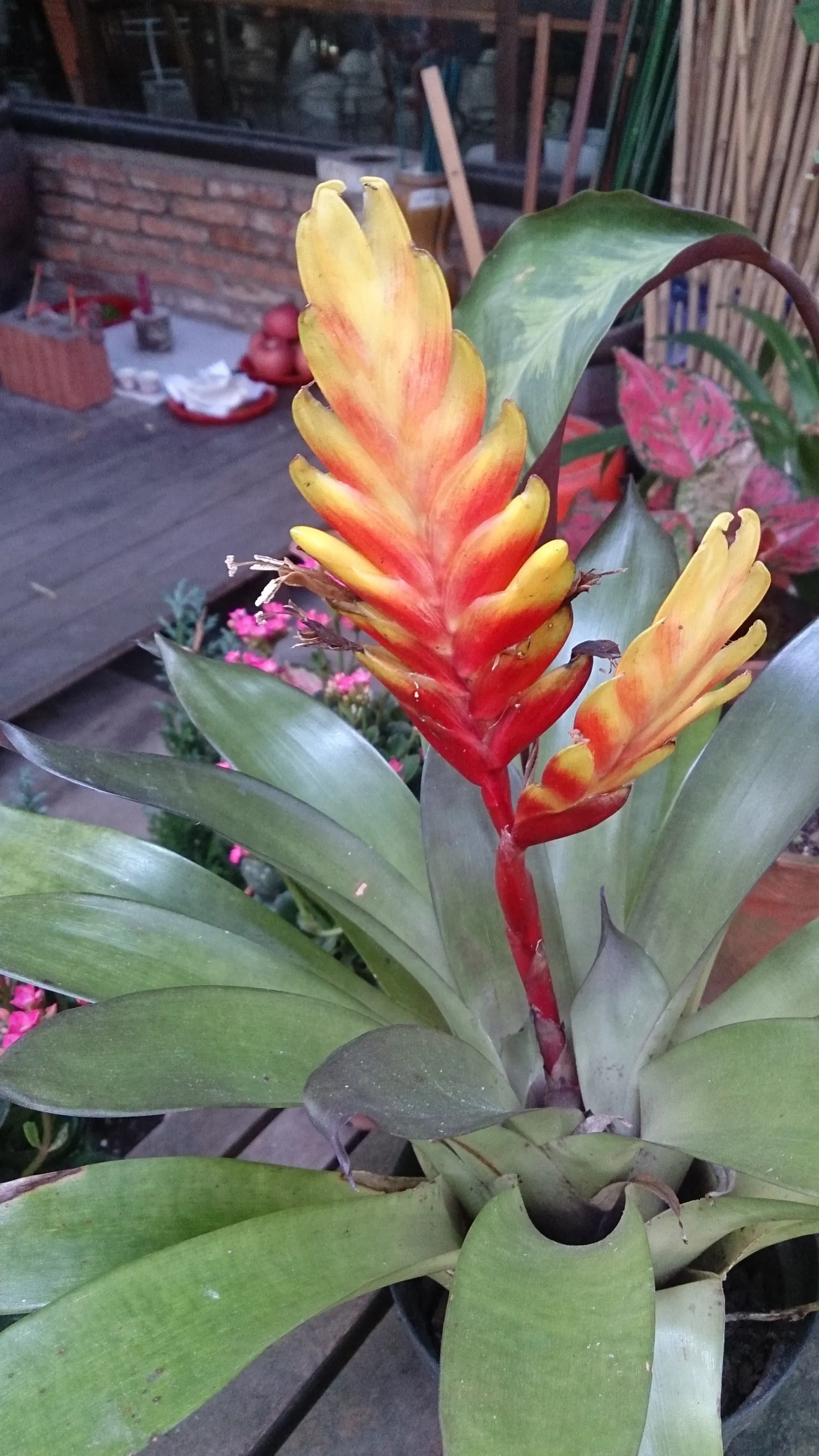 Lobster Claw (Heliconia Schiedeana) — attracting hummingbirds and providing dramatic visual interest