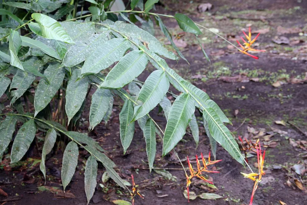 Lobster Claw (Heliconia Schiedeana) — It flourishes in USDA zones 10-12, preferring partial shade and rich, moist soil; pendulous inflorescences resembling
