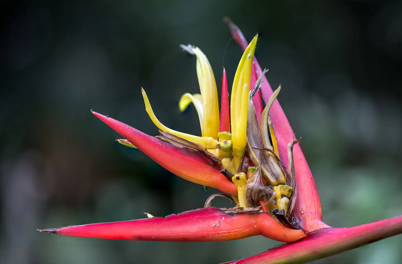 Lobster Claw (Heliconia Schiedeana) — commonly known as the Lobster Claw