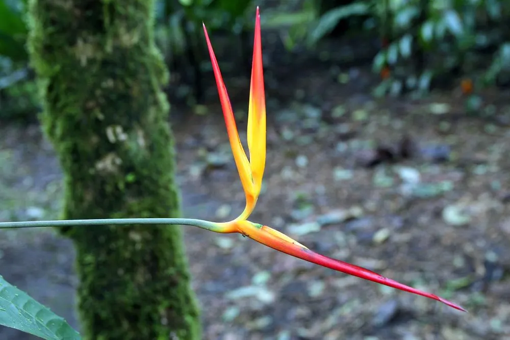Lobster Claw (Heliconia Schiedeana) — commonly known as Lobster Claw; it flourishes in USDA zones 10-12, preferring partial shade and rich, moist soil