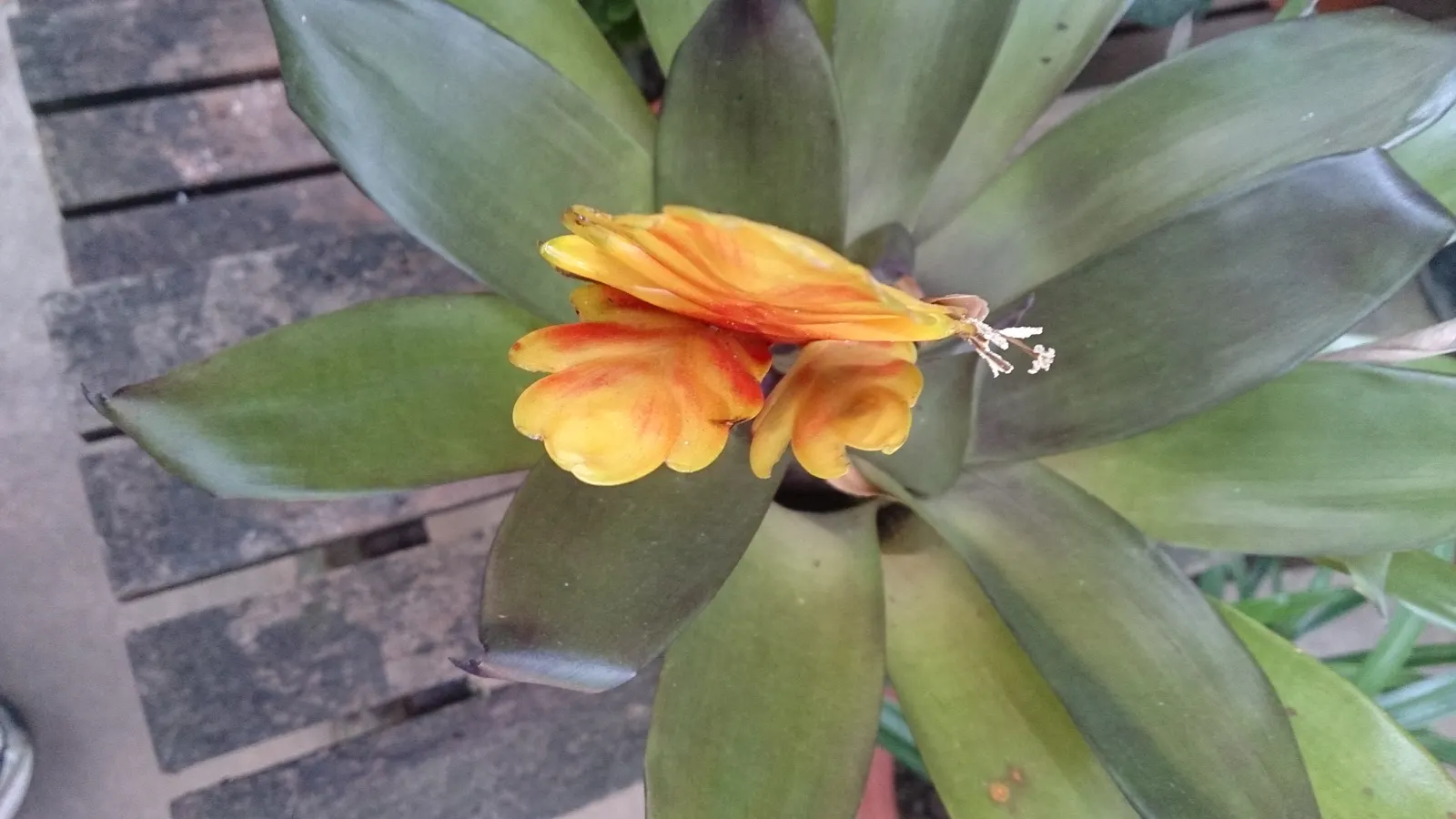 Lobster Claw (Heliconia Schiedeana) — shrub for full or half