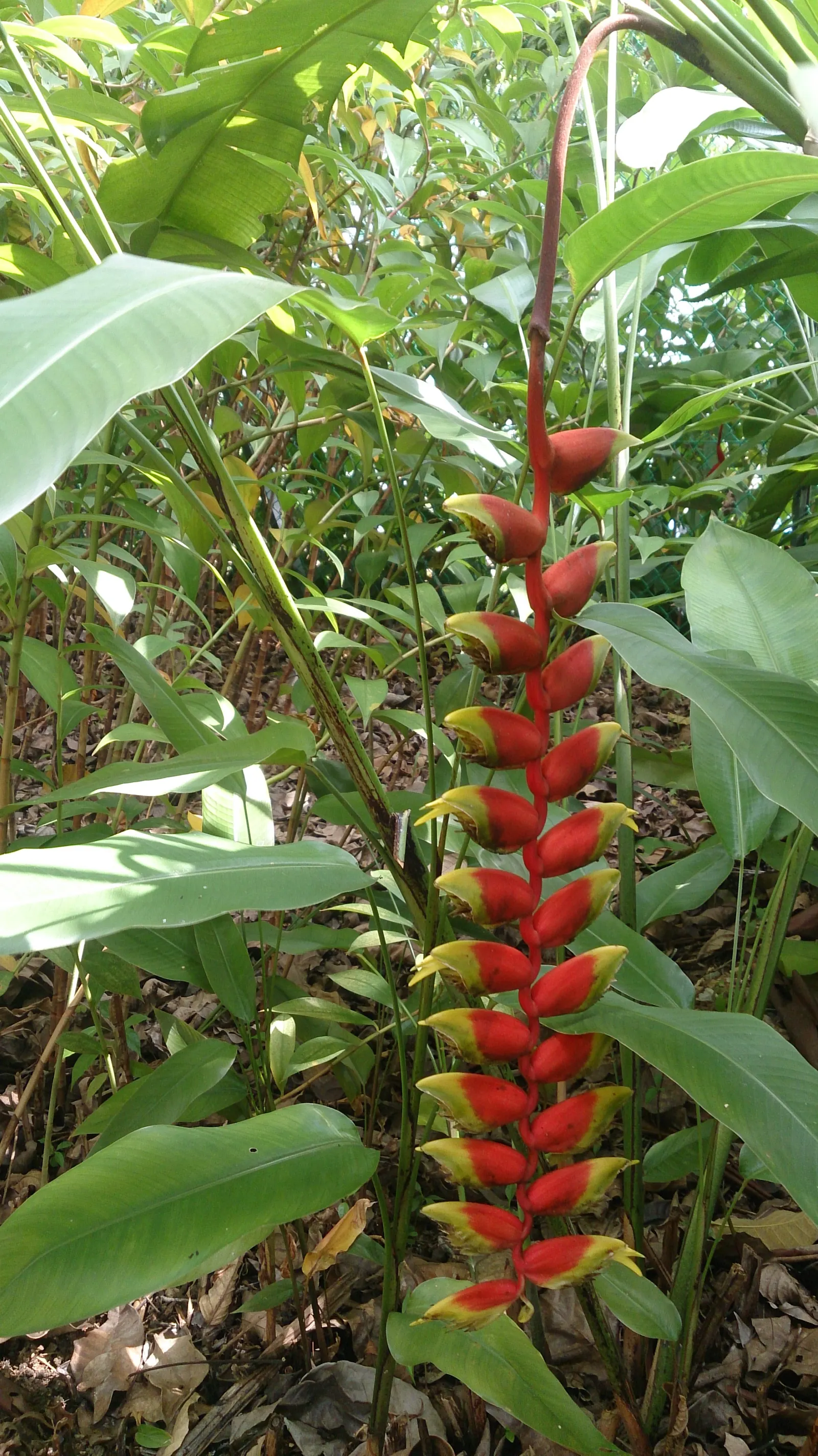 Lobster Claw (Heliconia Schiedeana) — commonly known as the Lobster Claw; consistent watering promotes lush foliage and ensures prolific blooming