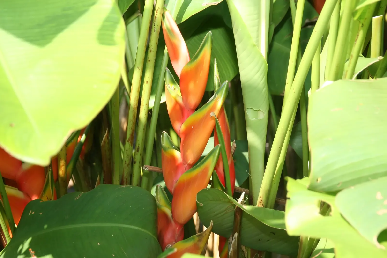 Lobster Claw (Heliconia Schiedeana) — its vibrant yellow to red bracts bloom from summer to fall; is a tropical perennial boasting showy
