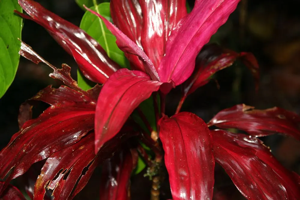 Lobster Claw (Heliconia Schiedeana) — Ideal for accentuating a tropical theme; it is essential to maintain a soil pH between 5.5 and 6.5.<br><br>Regular