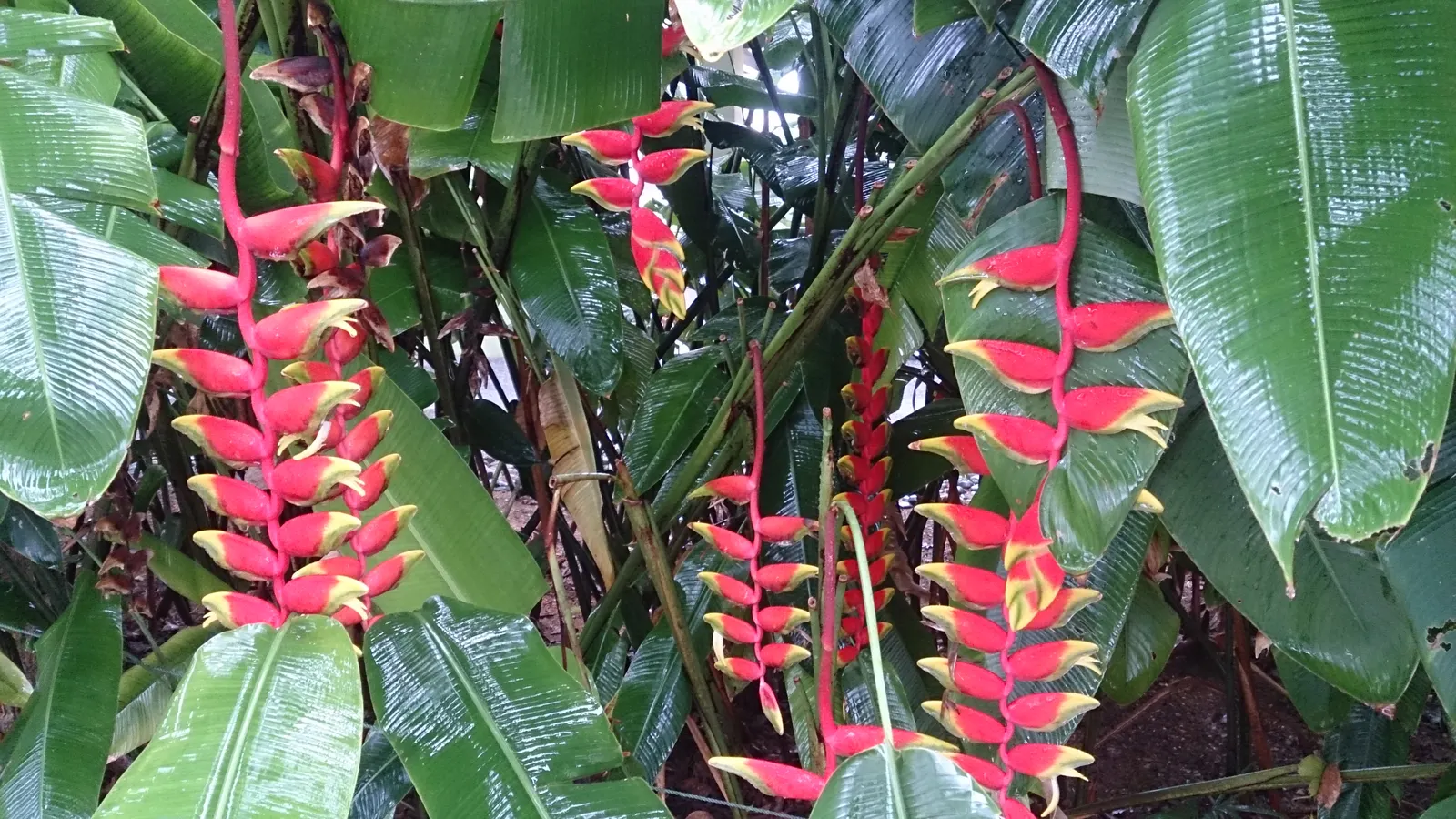 Lobster Claw (Heliconia Schiedeana) — is a tropical perennial boasting showy