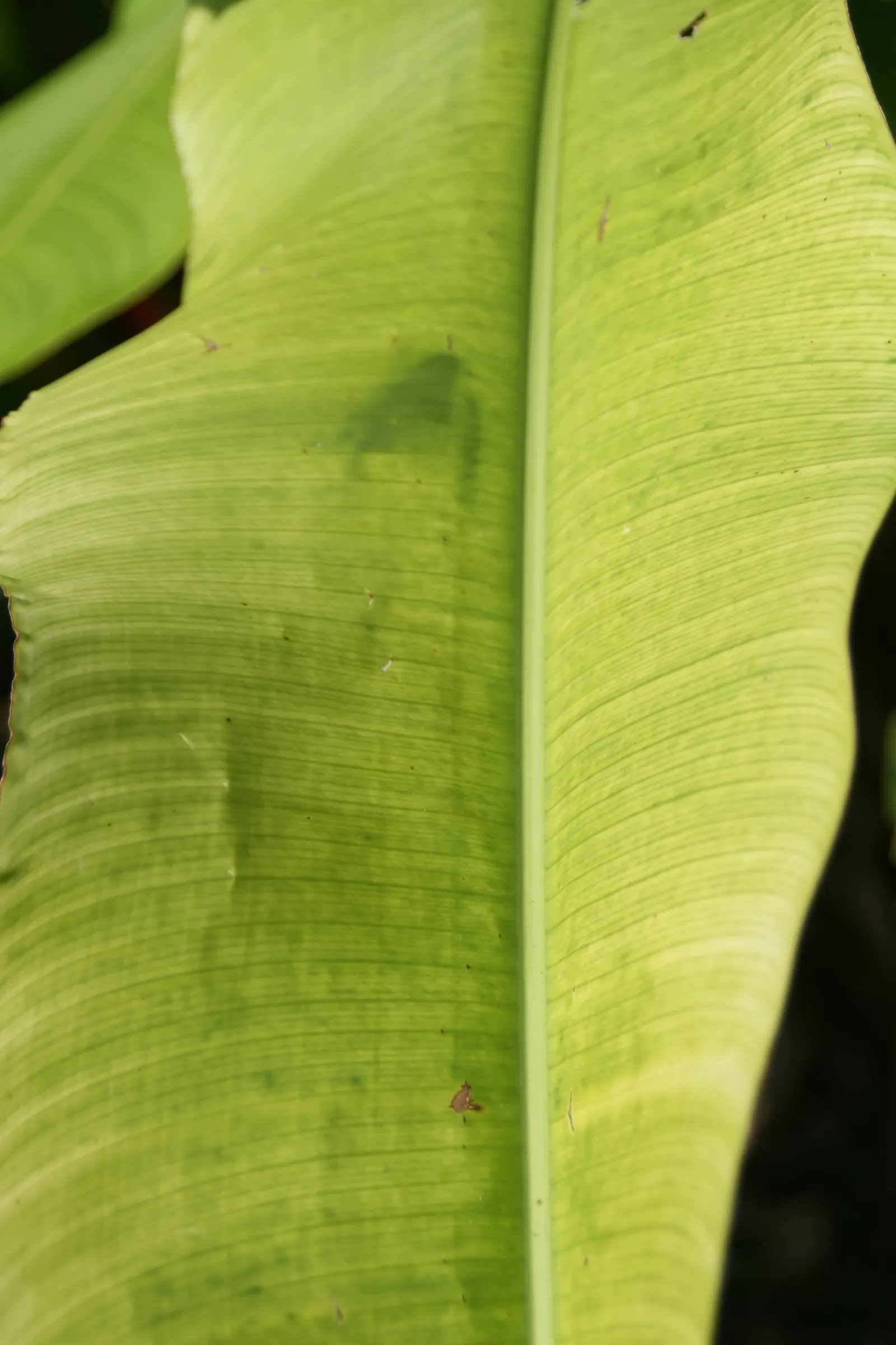 Lobster Claw (Heliconia Schiedeana) — is a tropical perennial boasting showy; with a spread of 2 to 3 feet