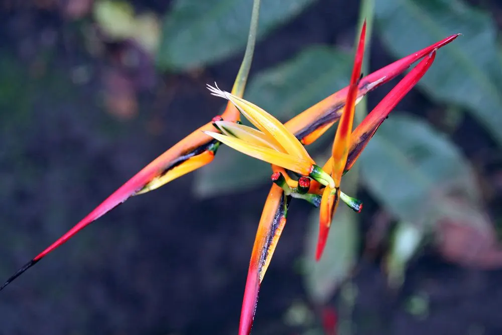 Lobster Claw (Heliconia Schiedeana) — shrub with multi-colored and red and yellow blooms