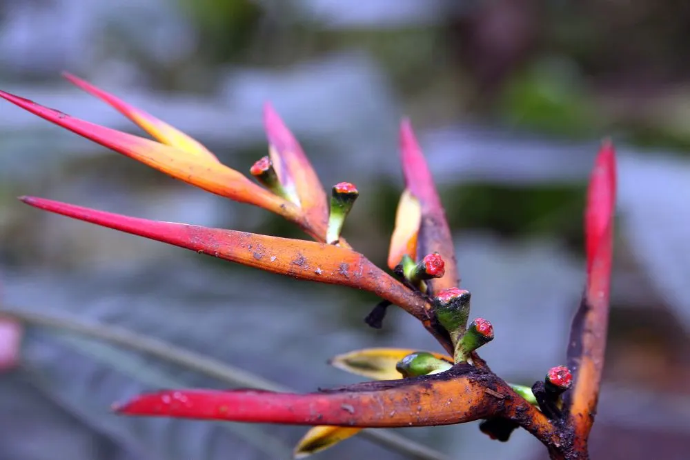 Lobster Claw (Heliconia Schiedeana) — pendulous inflorescences resembling lobster claws; it is often employed in mass plantings for an exotic
