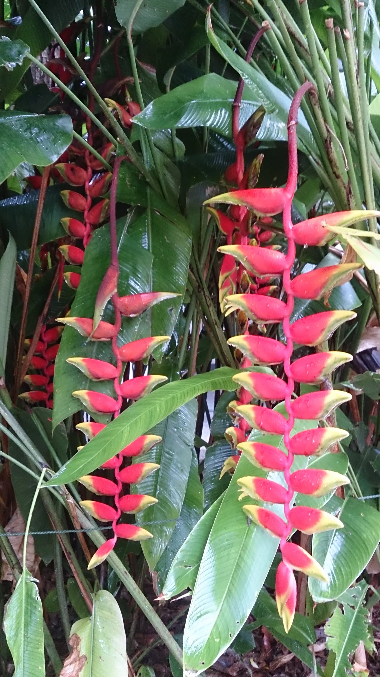 Lobster Claw (Heliconia Schiedeana) — with a spread of 2 to 3 feet