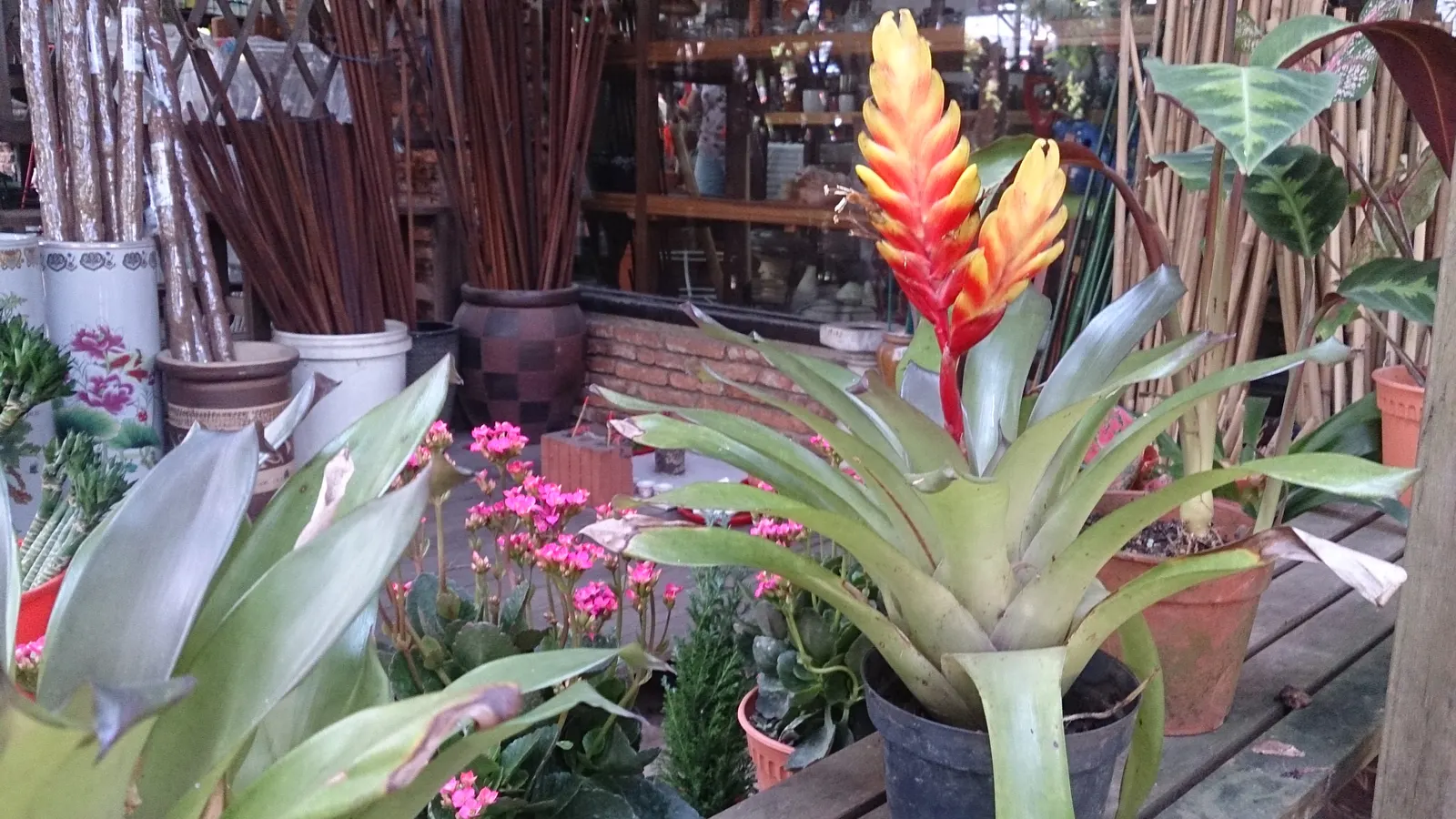 Lobster Claw (Heliconia Schiedeana) — Though tolerant of brief drought periods when established