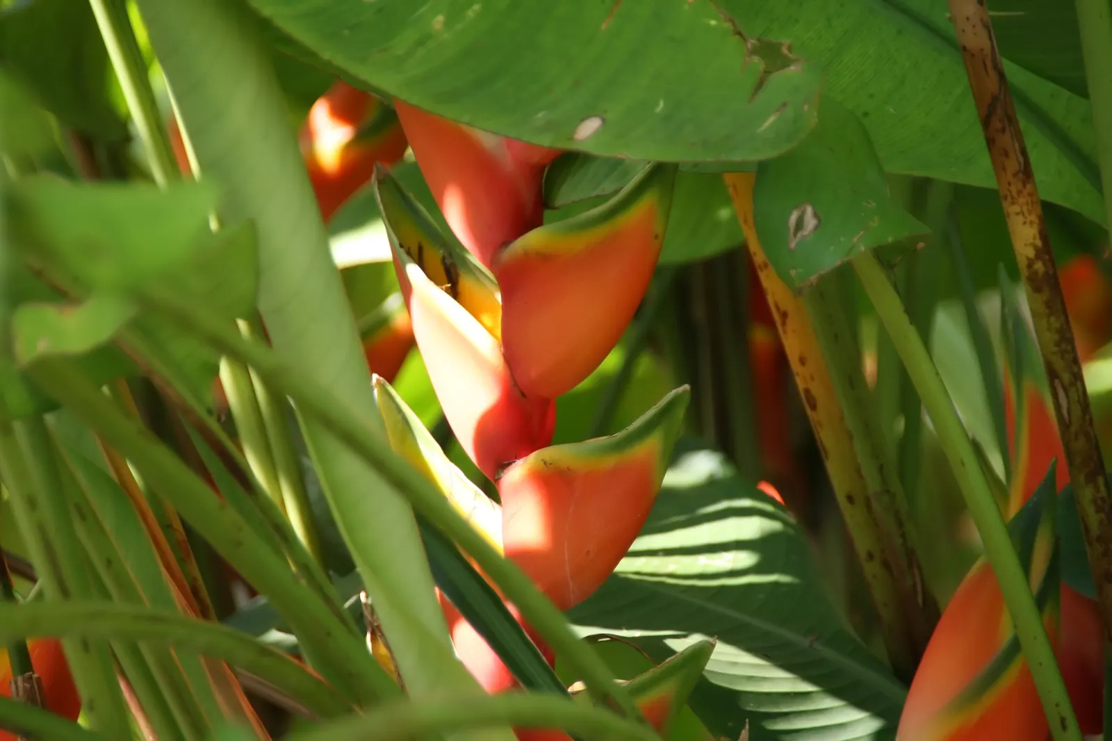 Lobster Claw (Heliconia Schiedeana) — This striking plant reaches 3-6 feet in height with a spread of 2-4 feet