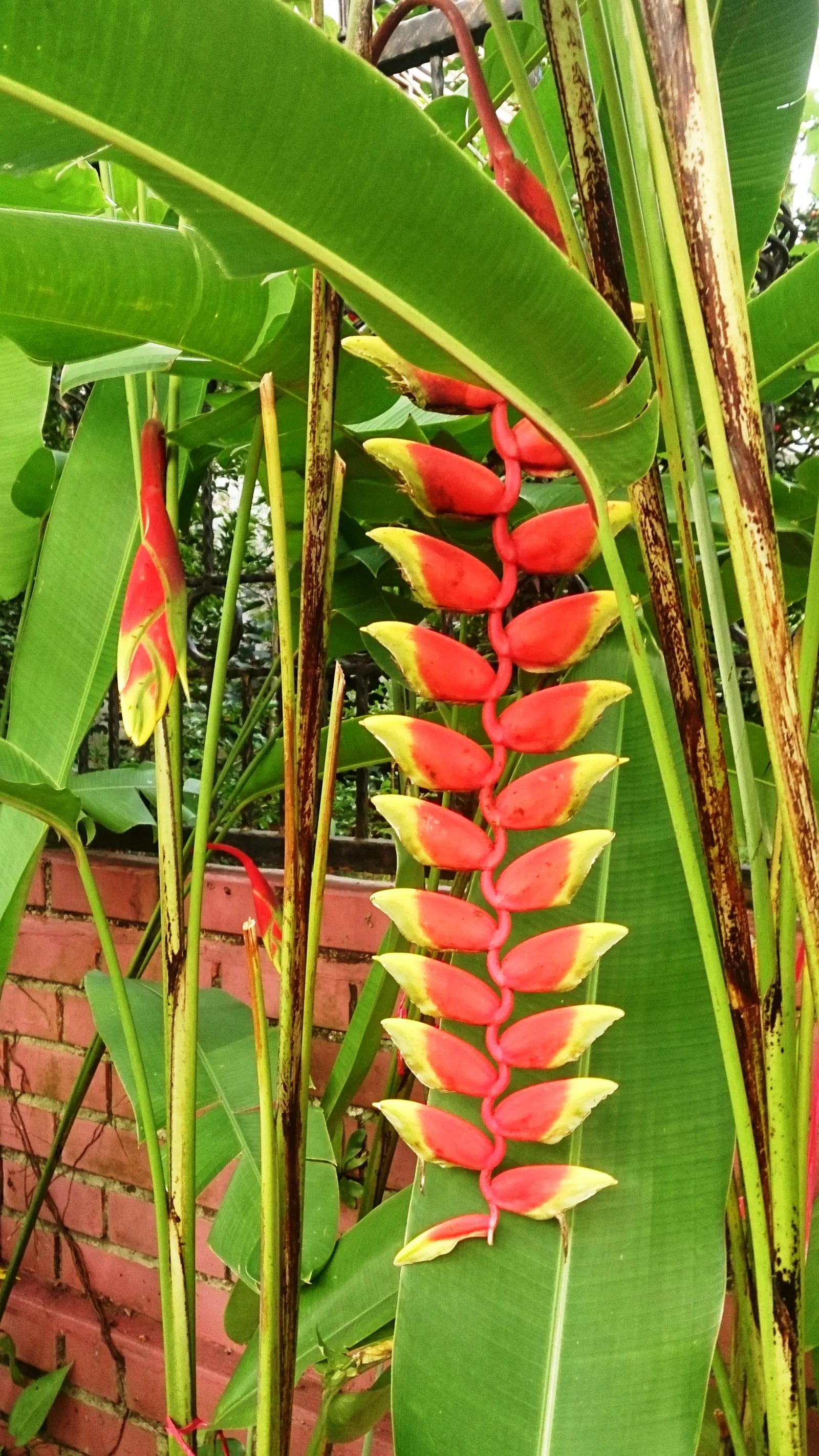 Lobster Claw (Heliconia Schiedeana) — Its vibrant bracts come in hues of yellow