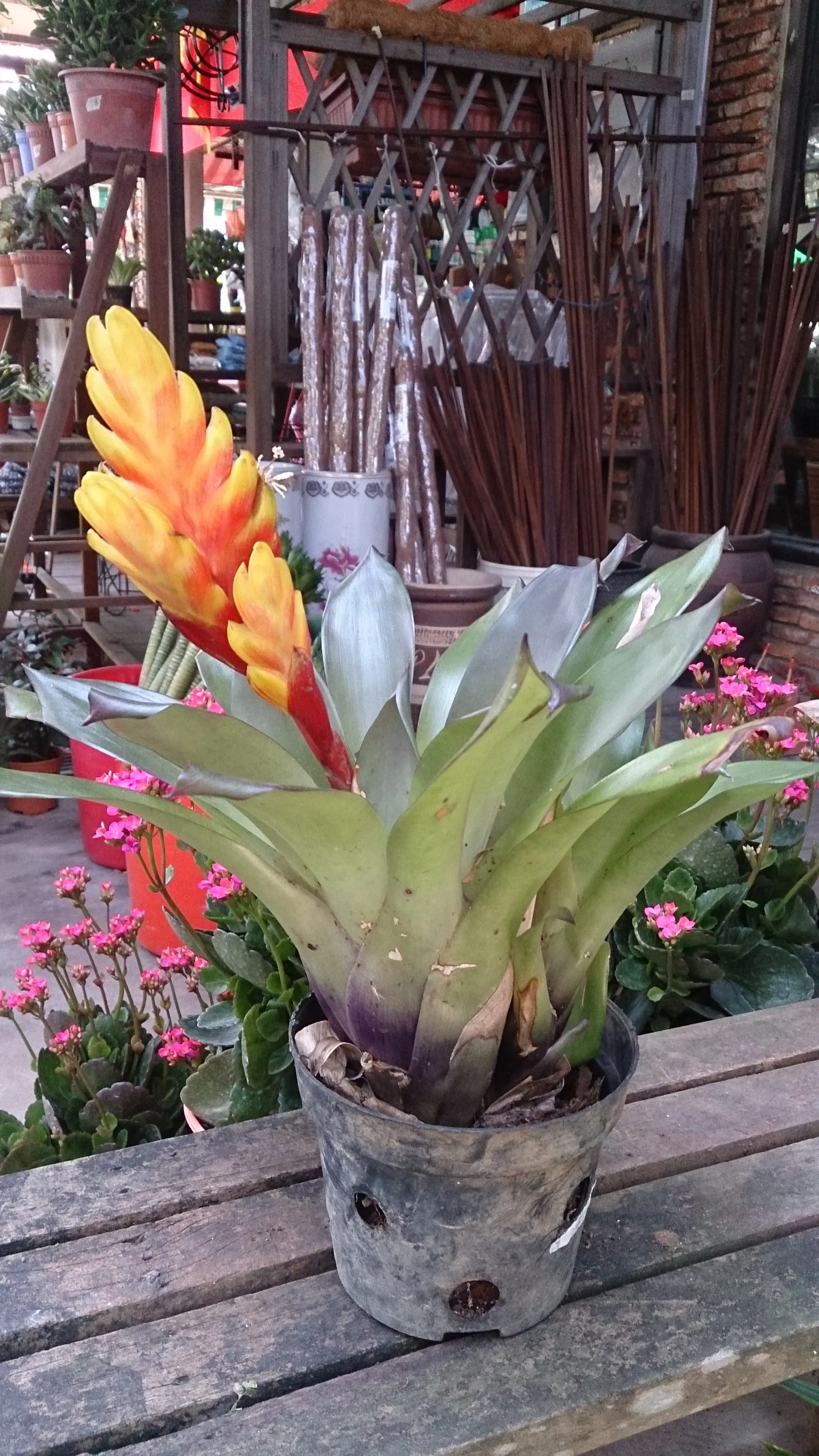 Lobster Claw (Heliconia Schiedeana) — or used as an accent in mixed borders