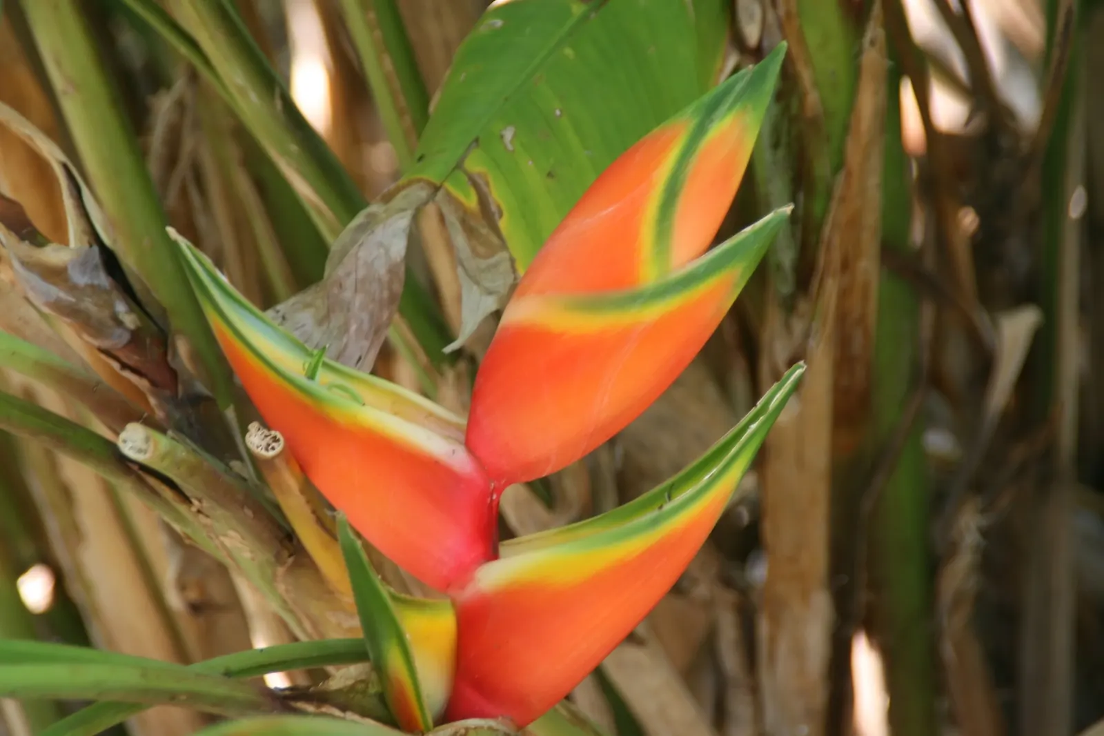Lobster Claw (Heliconia Schiedeana) — with a spread of 2 to 3 feet; attracting hummingbirds and providing dramatic visual interest
