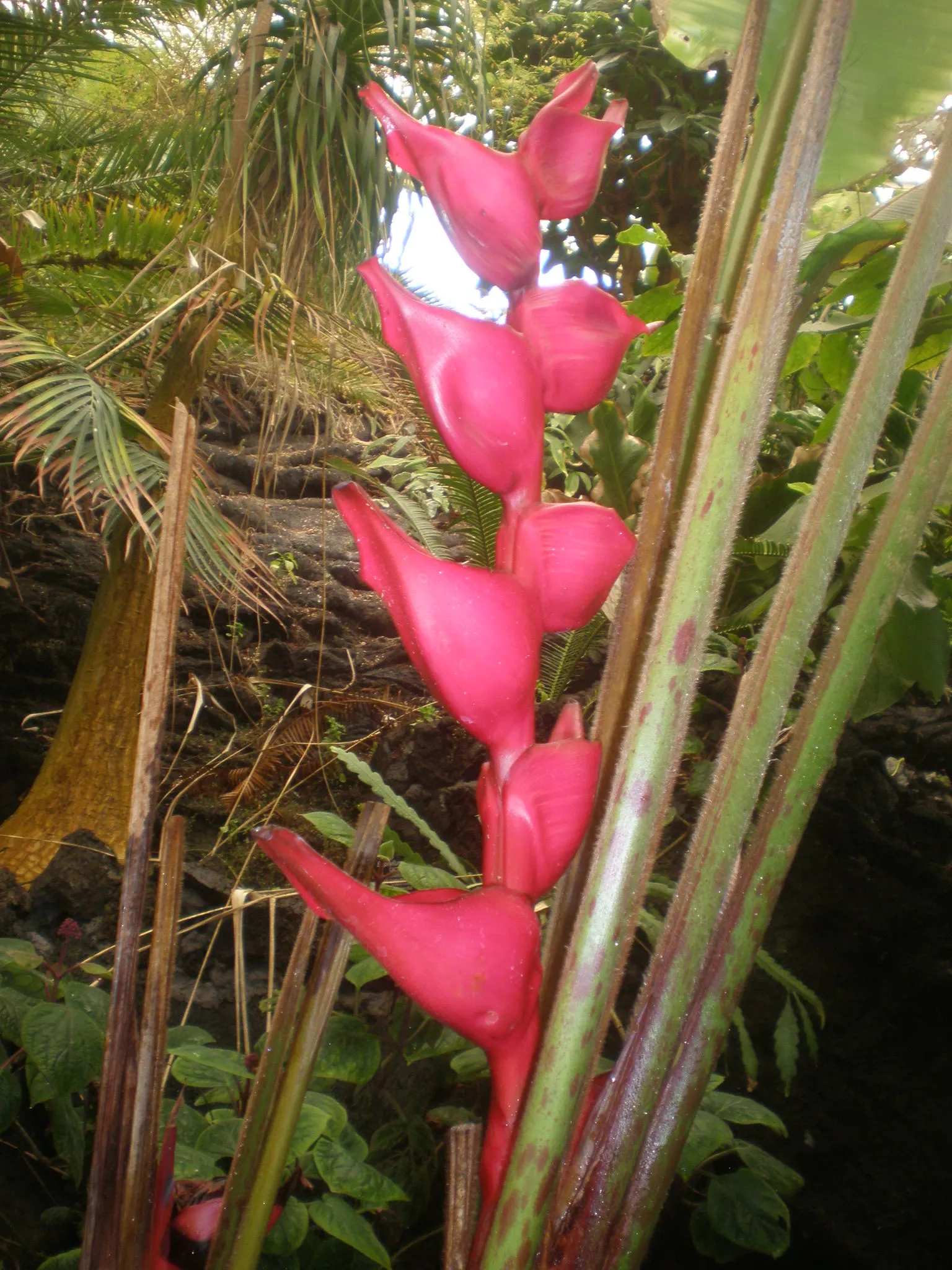 Lobster Claw (Heliconia Schiedeana) — consistent watering promotes lush foliage and ensures prolific blooming