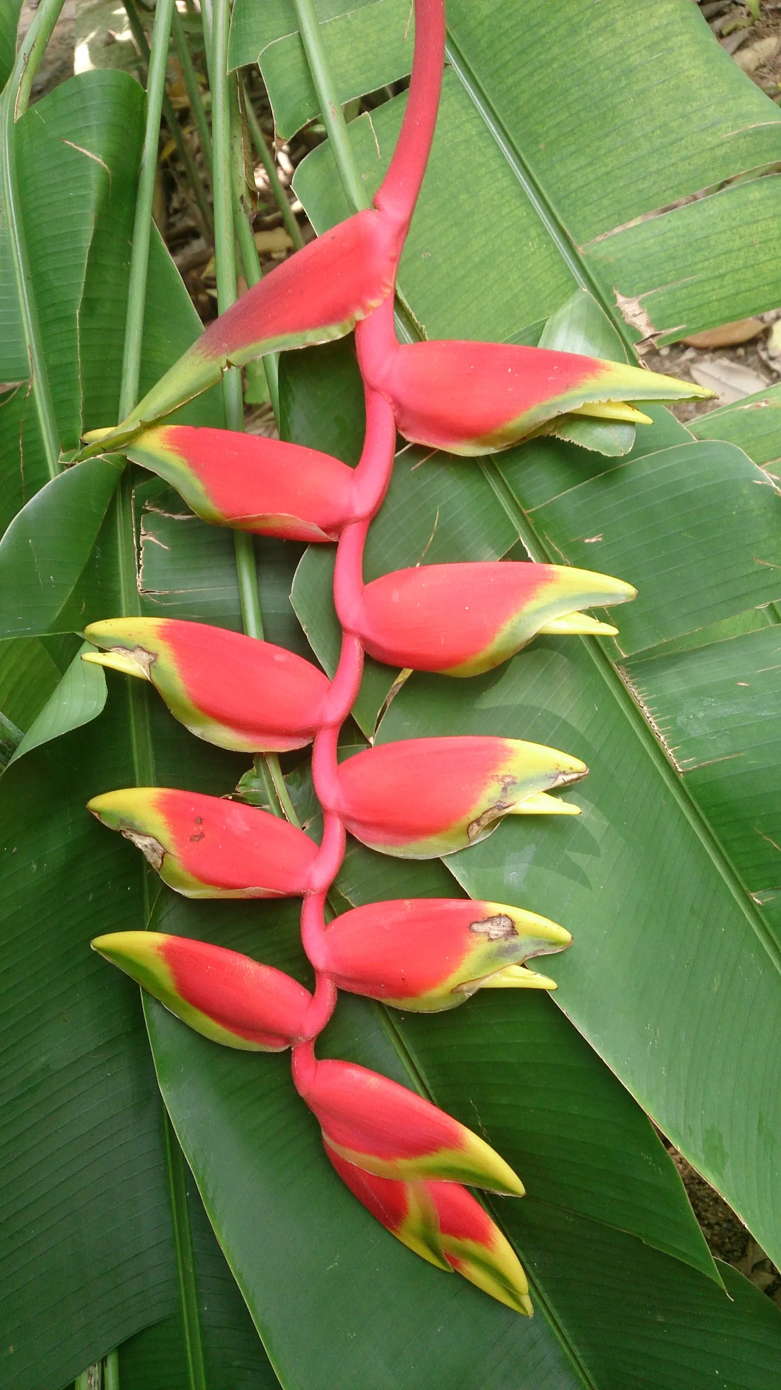 Lobster Claw (Heliconia Schiedeana) — pendulous inflorescences resembling lobster claws