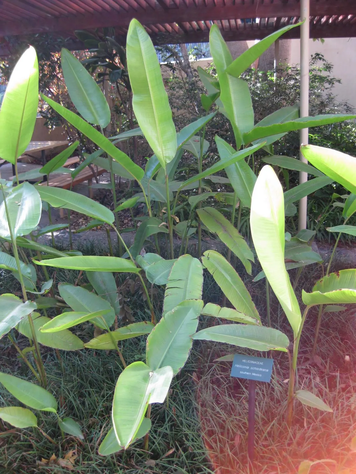 Lobster Claw (Heliconia Schiedeana) — it is often employed in mass plantings for an exotic