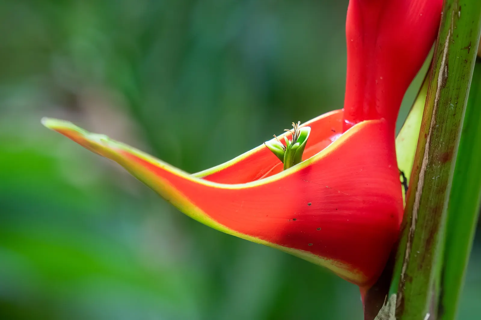 Lobster Claw (Heliconia Schiedeana) — which arch gracefully from sturdy stalks